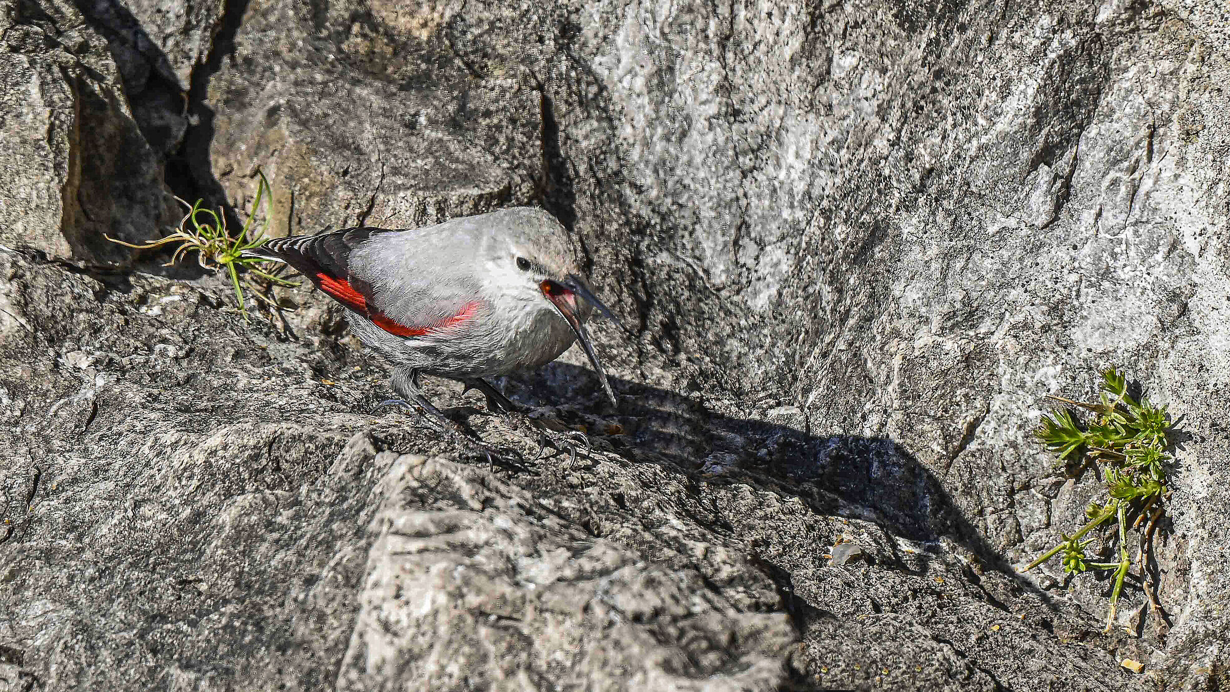 Allora avete fino di far foto? Picchio Muraiolo