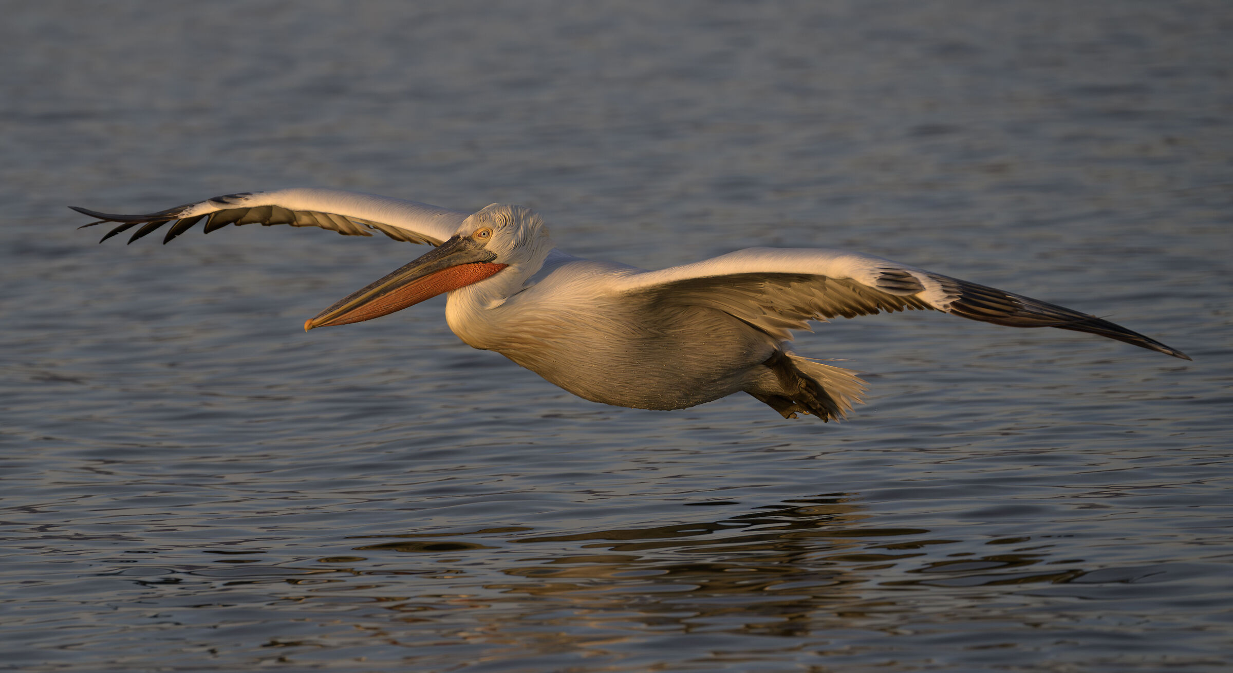 HEDGEHOG PELICAN