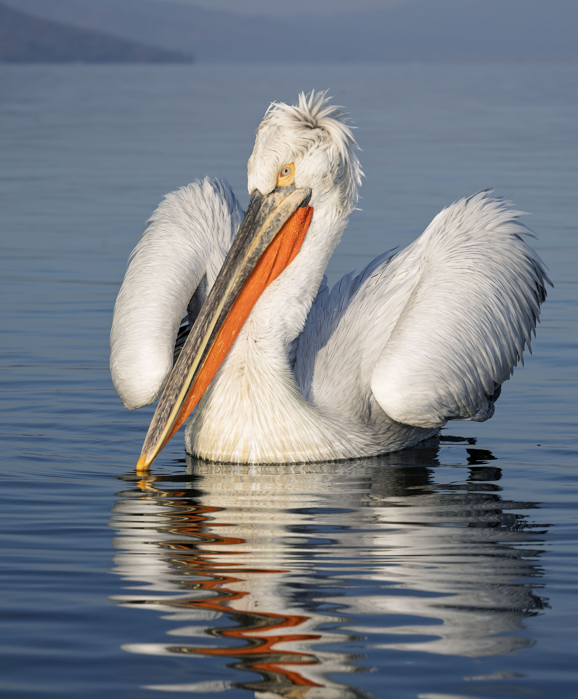 HEDGEHOG PELICAN