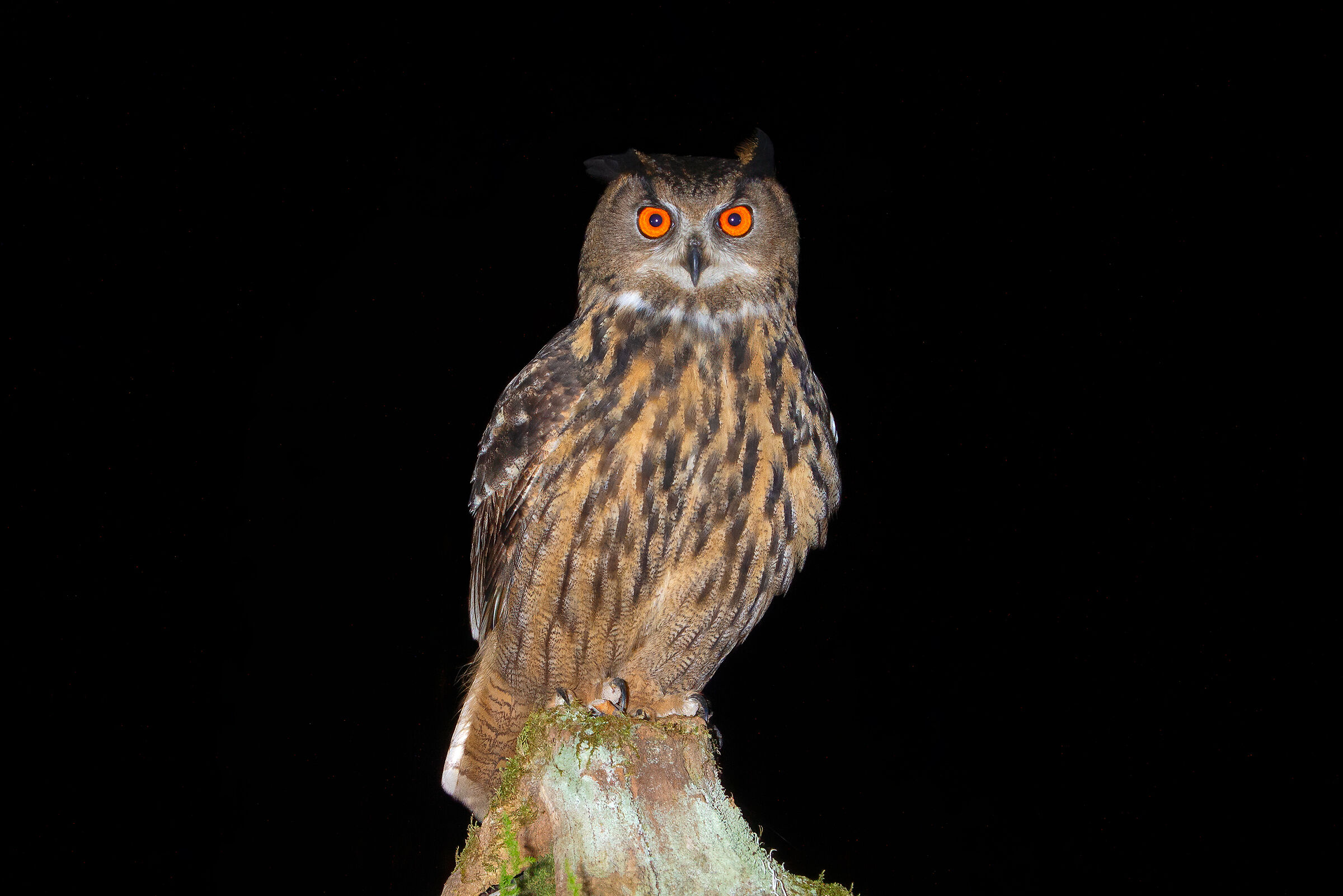 Eagle Owl