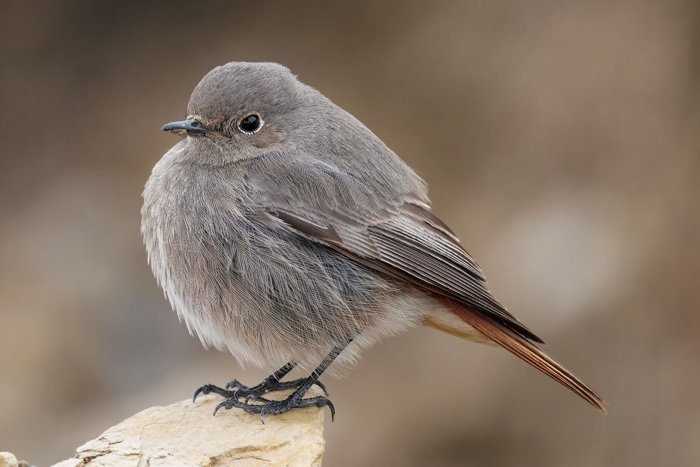 Codirosso Spazzacamino