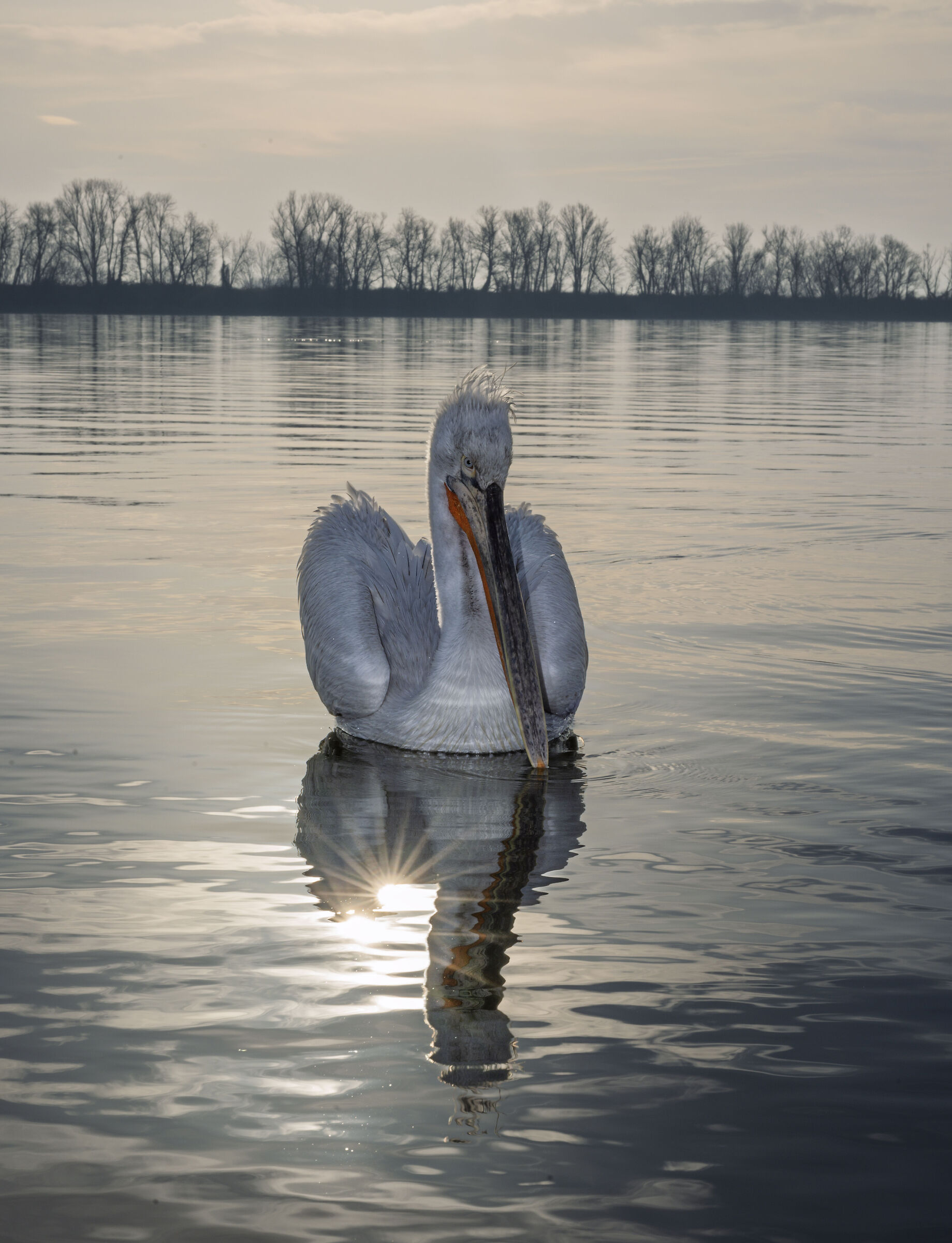 HEDGEHOG PELICAN