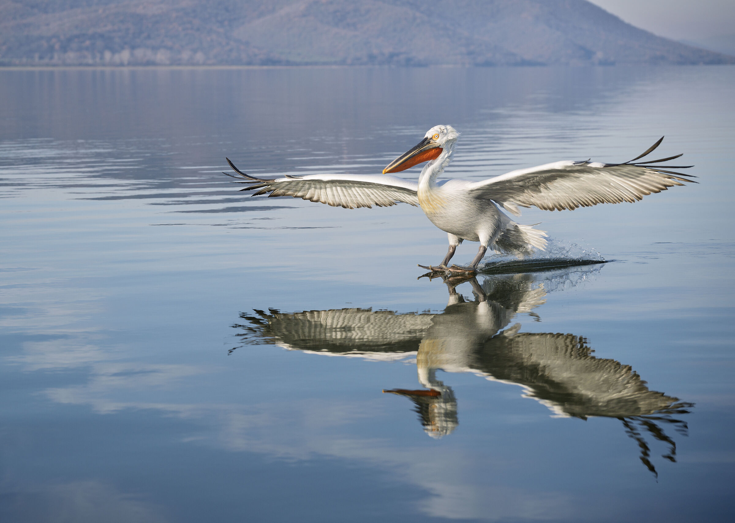HEDGEHOG PELICAN