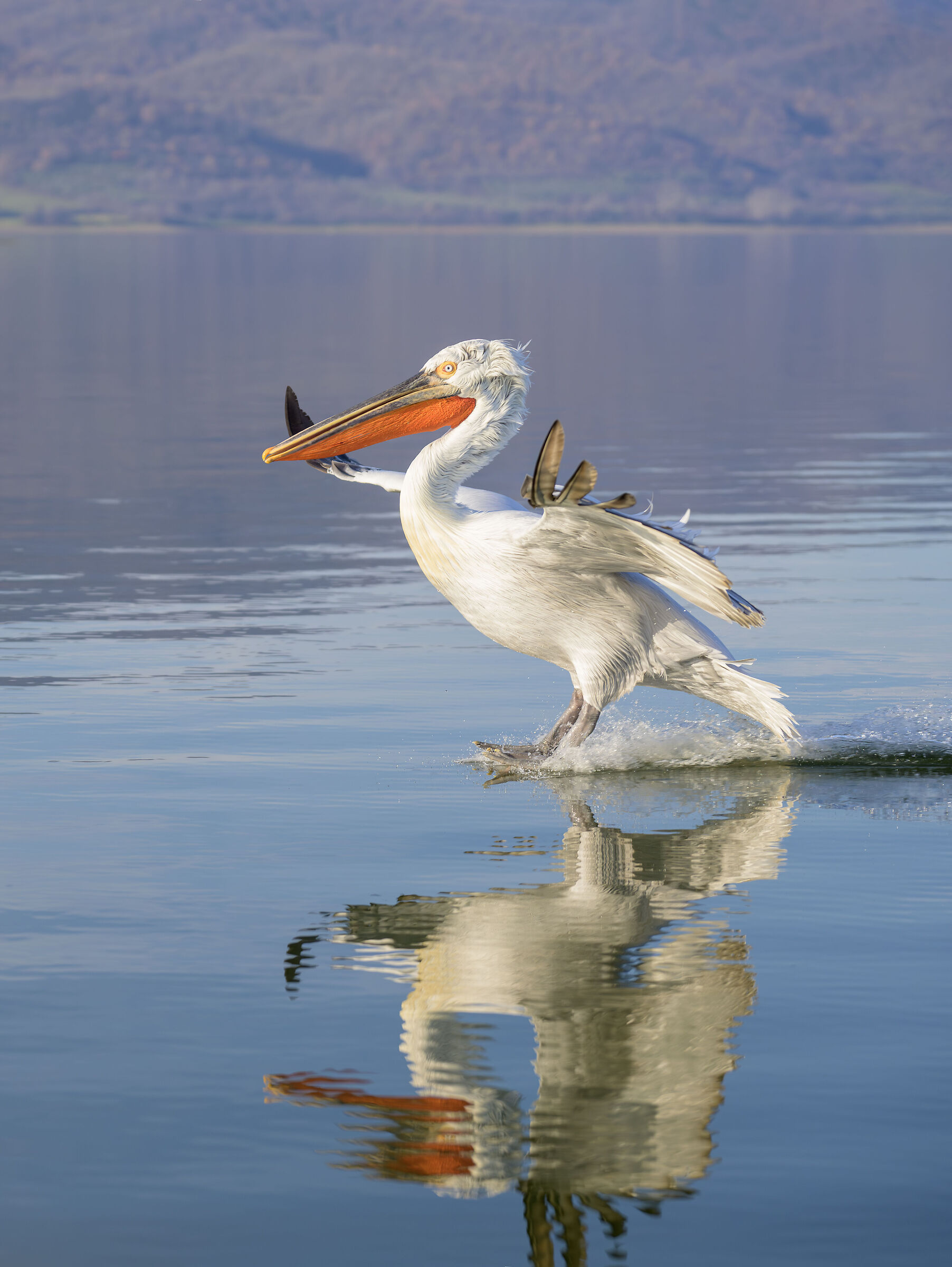 HEDGEHOG PELICAN