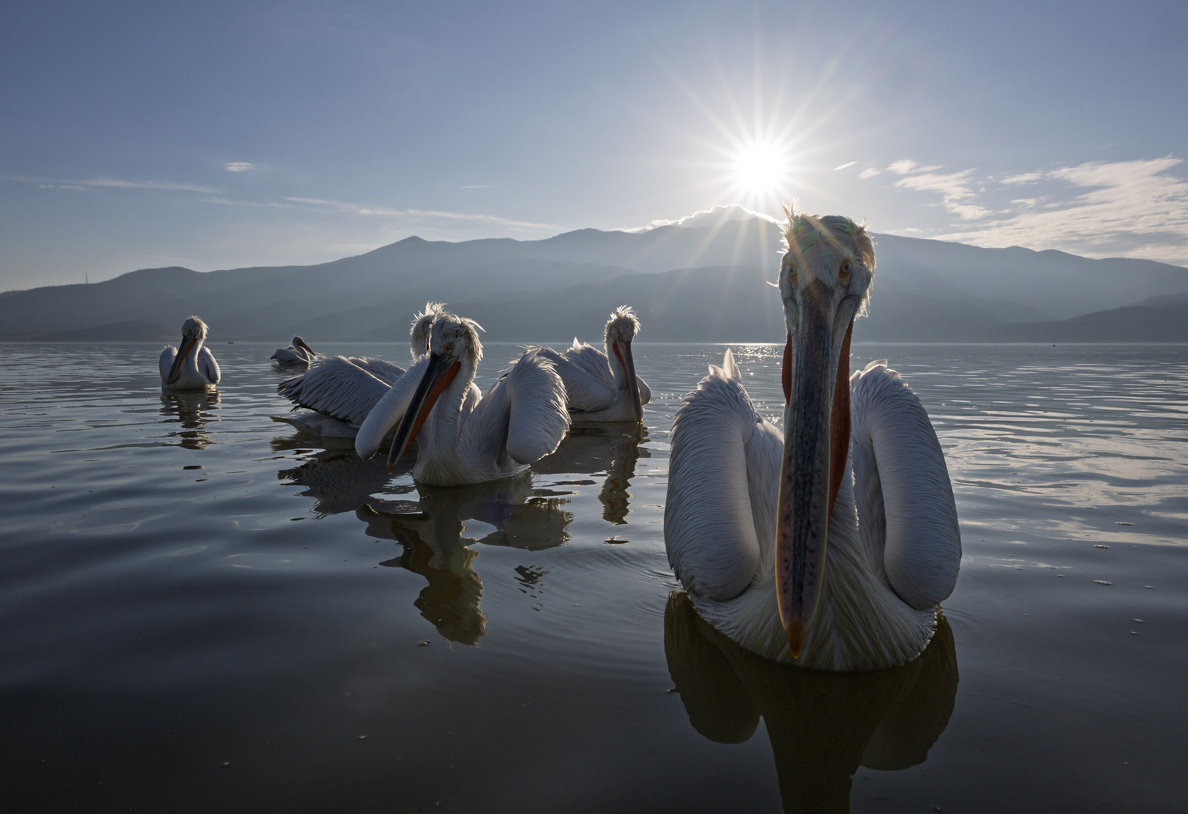 HEDGEHOG PELICAN