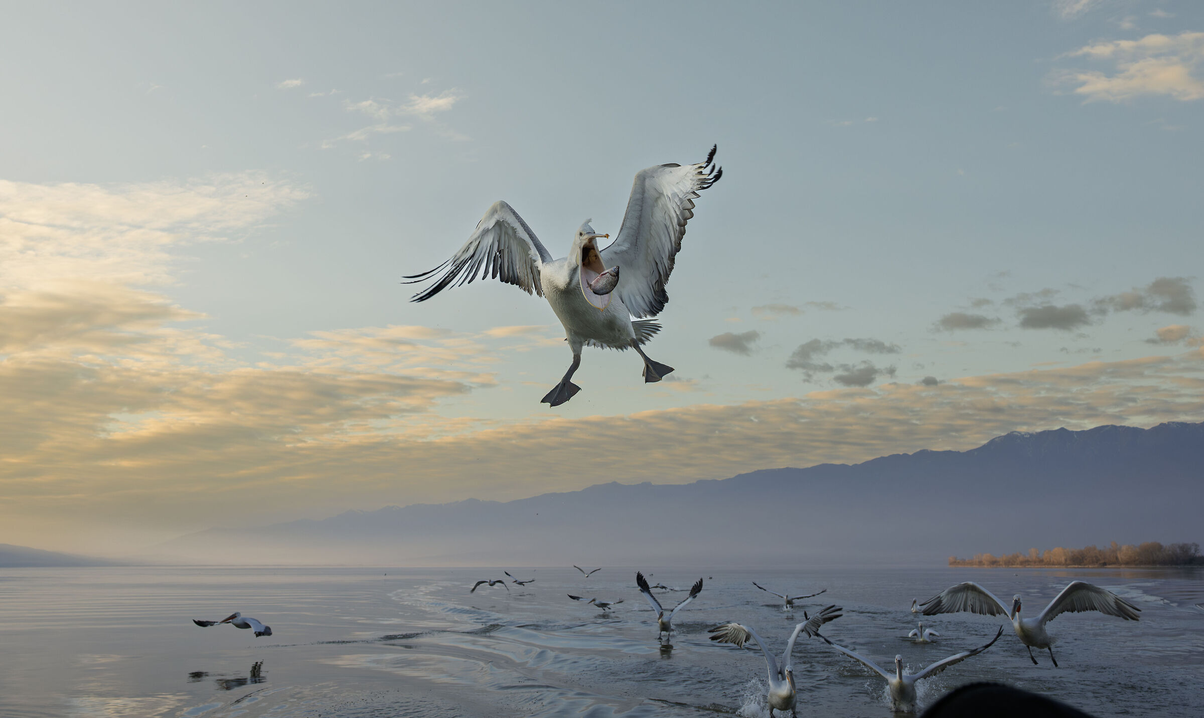 HEDGEHOG PELICAN