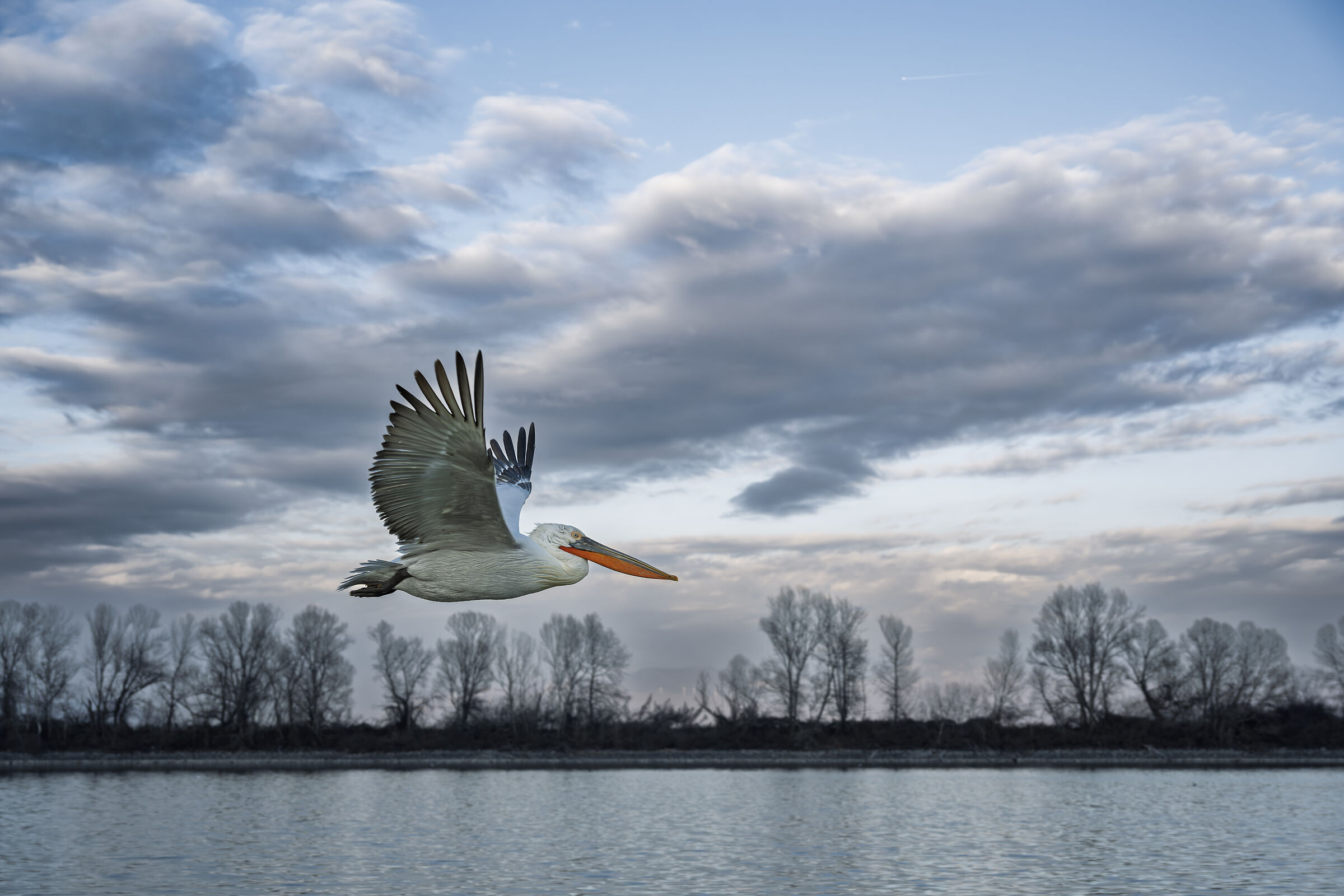 HEDGEHOG PELICAN