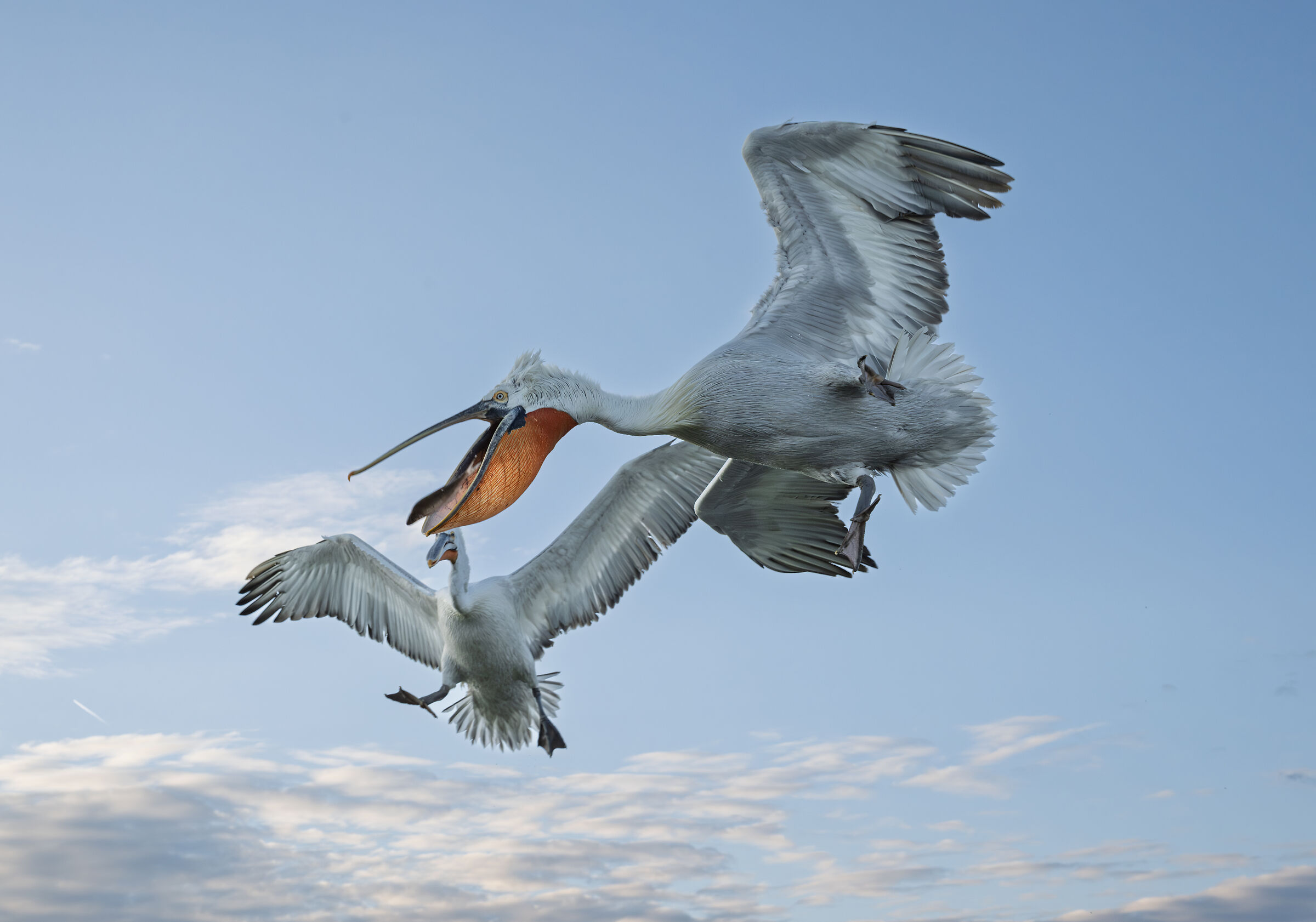 HEDGEHOG PELICAN