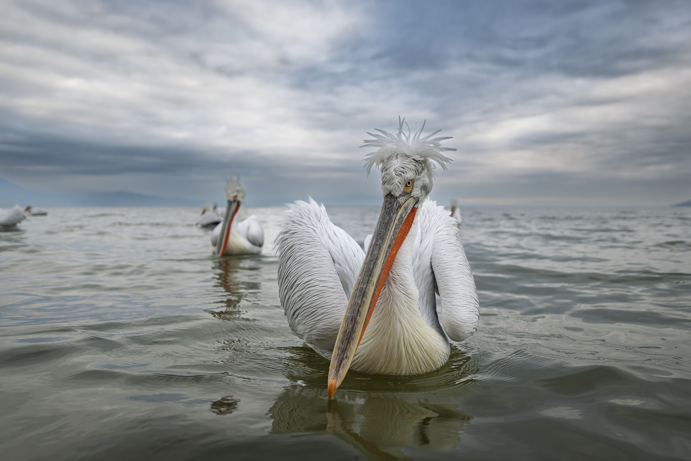 HEDGEHOG PELICAN