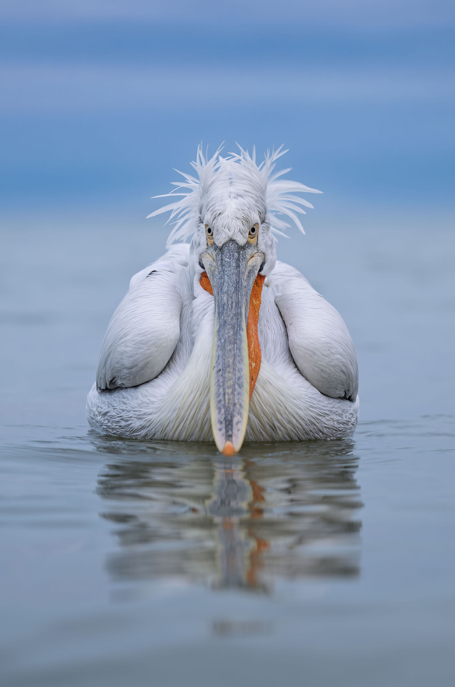 HEDGEHOG PELICAN