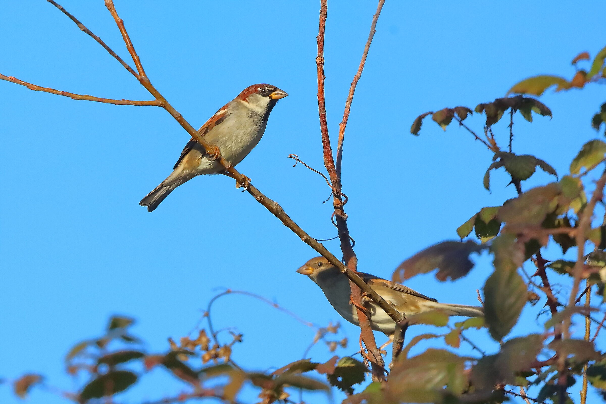 Sparrows 05 February 2026