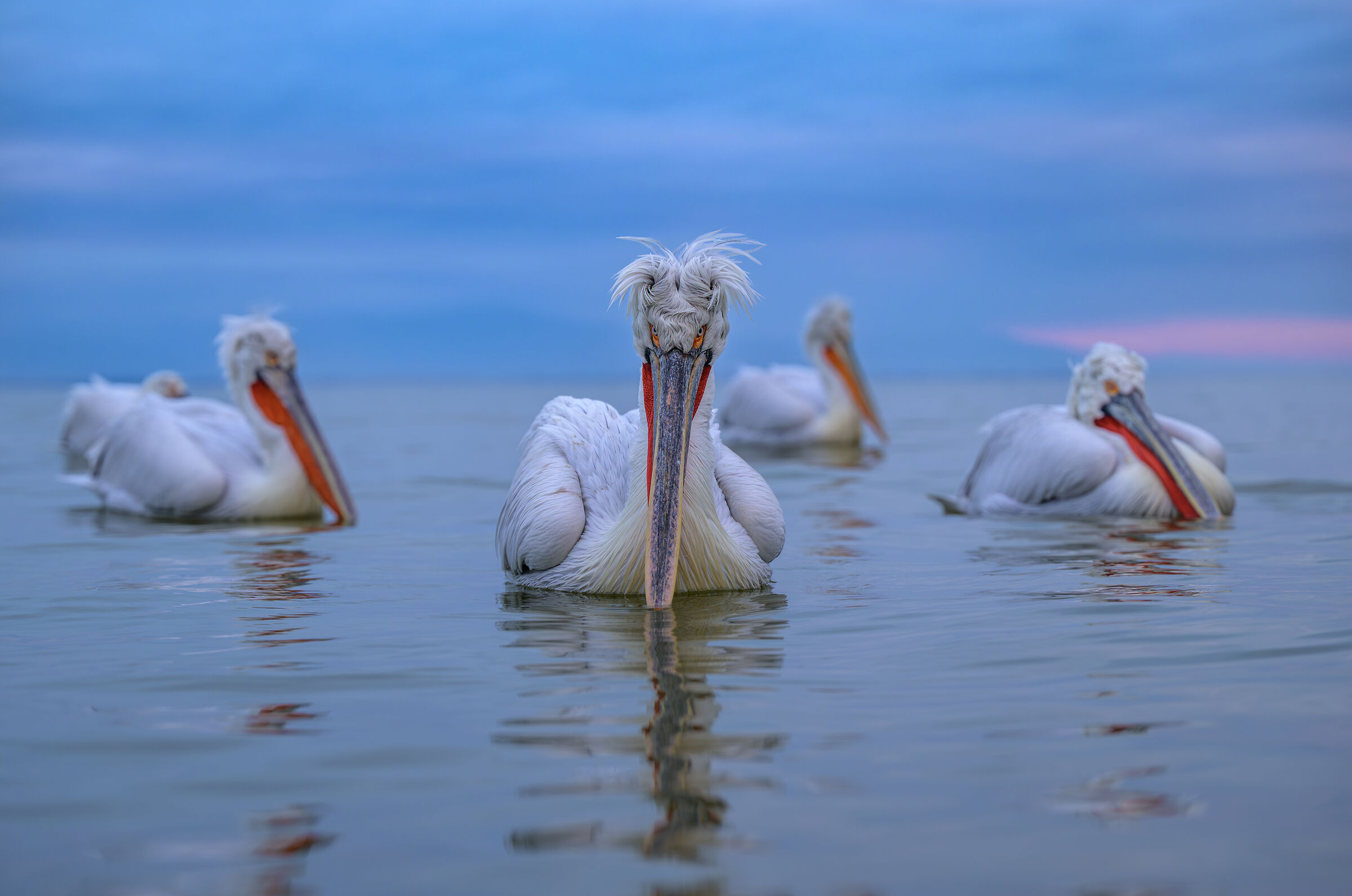 HEDGEHOG PELICAN