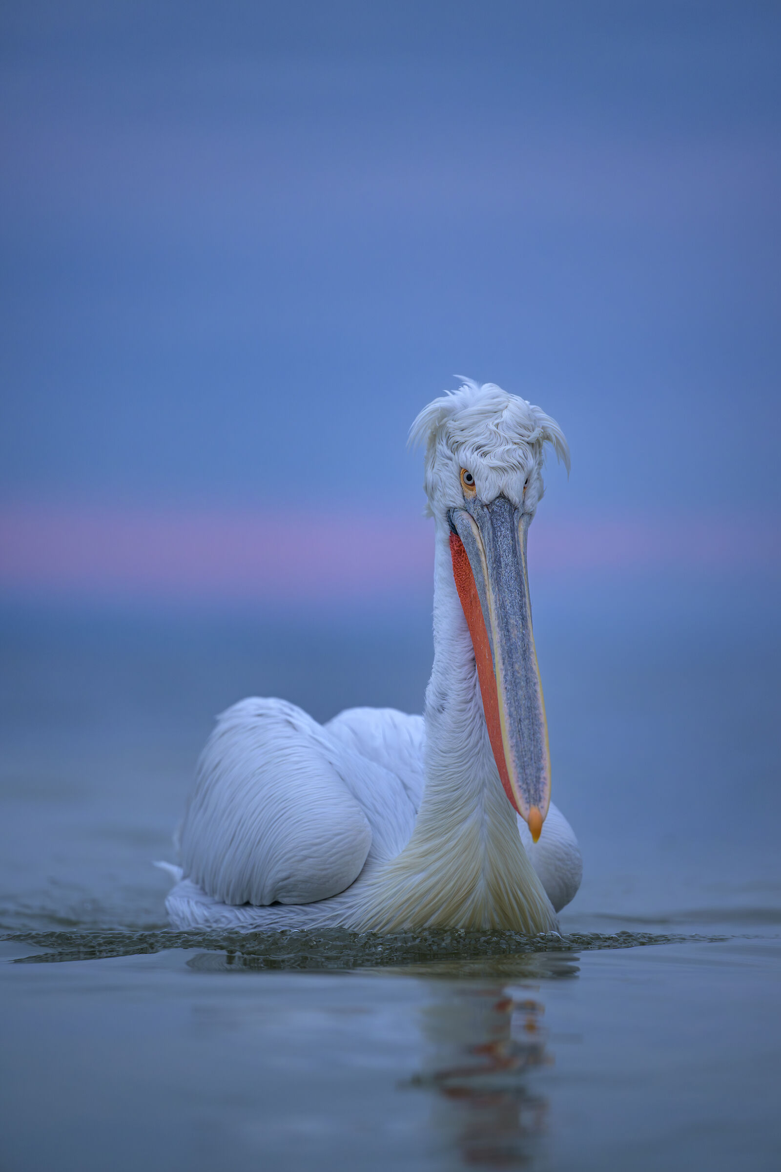 HEDGEHOG PELICAN