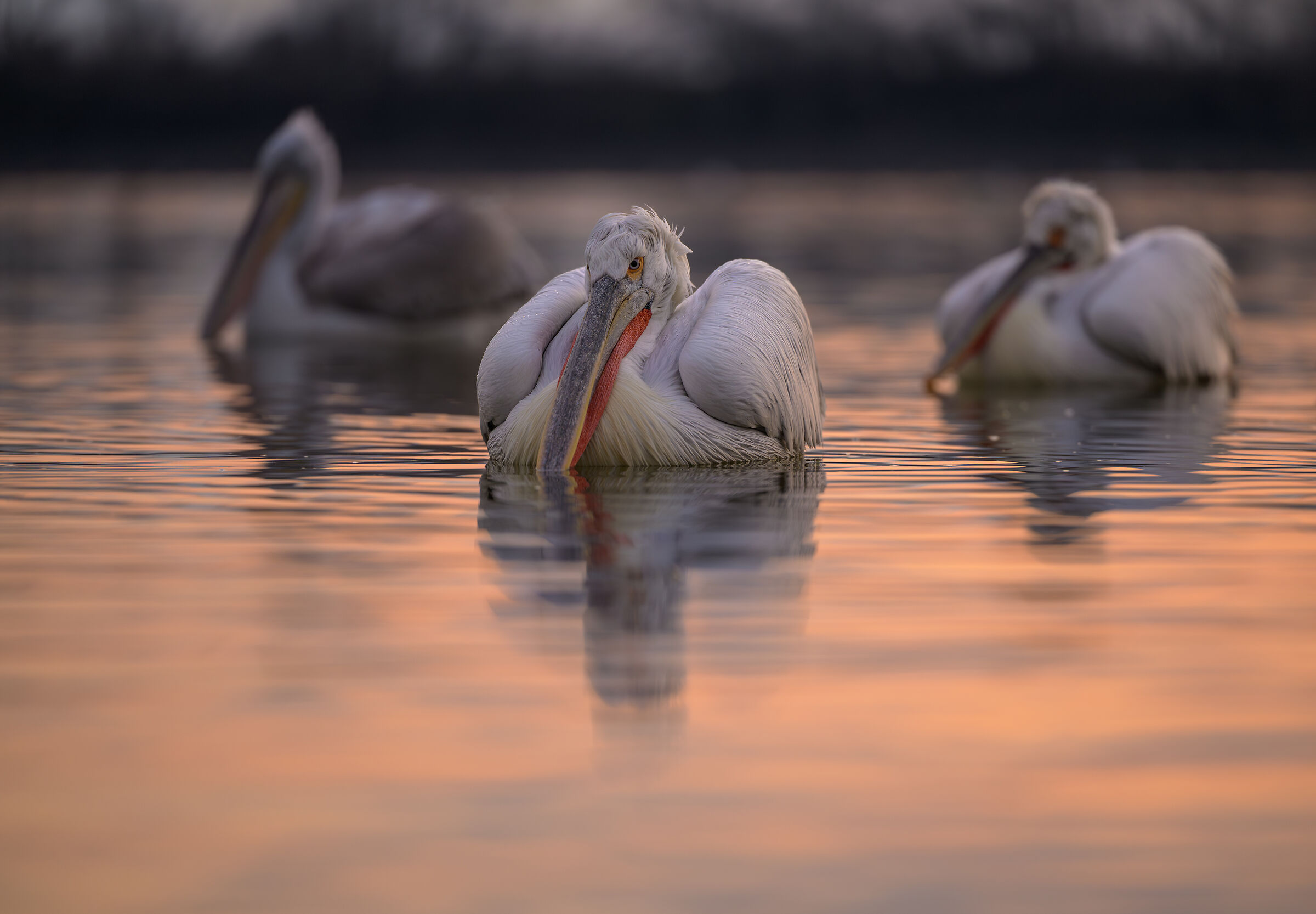 HEDGEHOG PELICAN