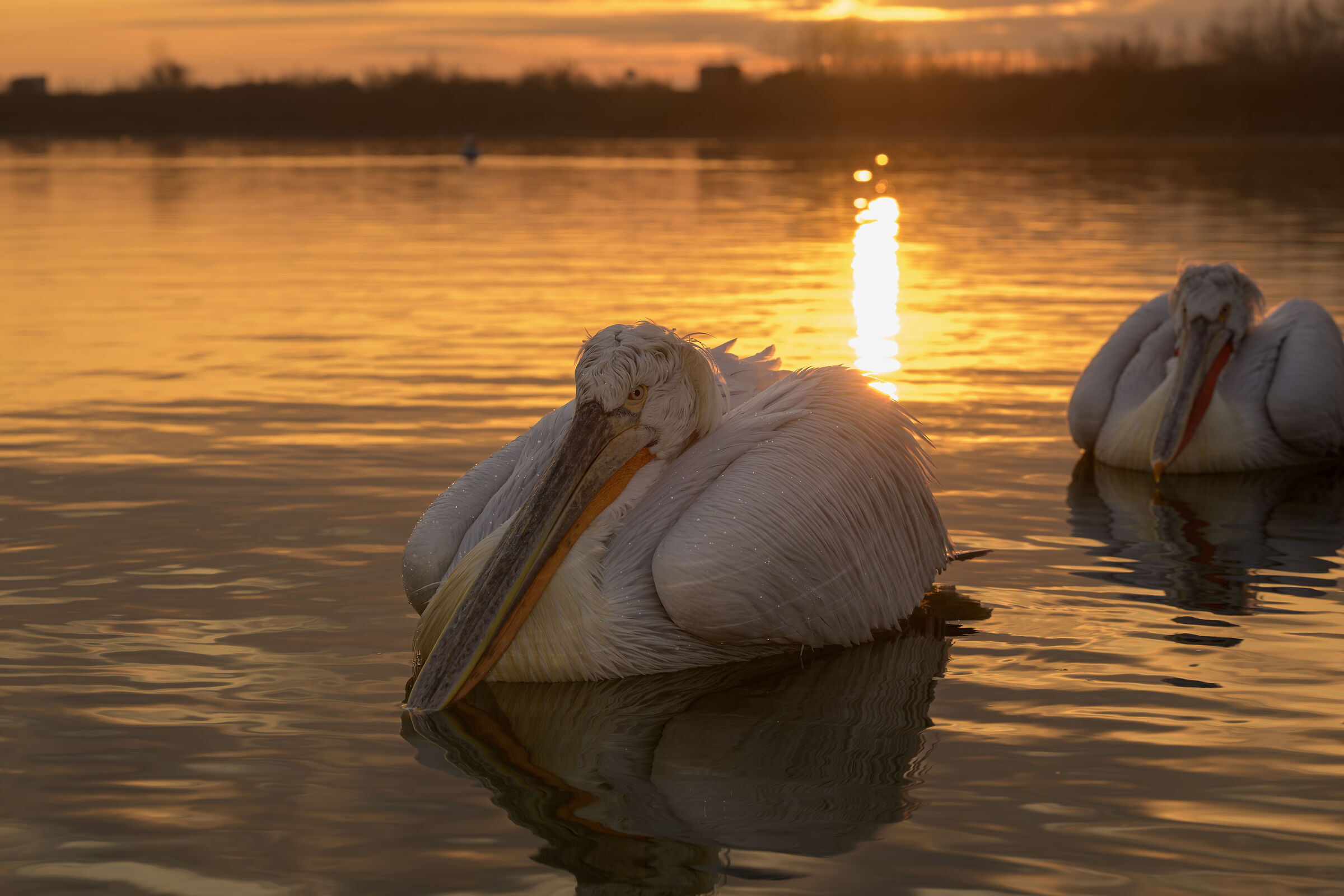 HEDGEHOG PELICAN