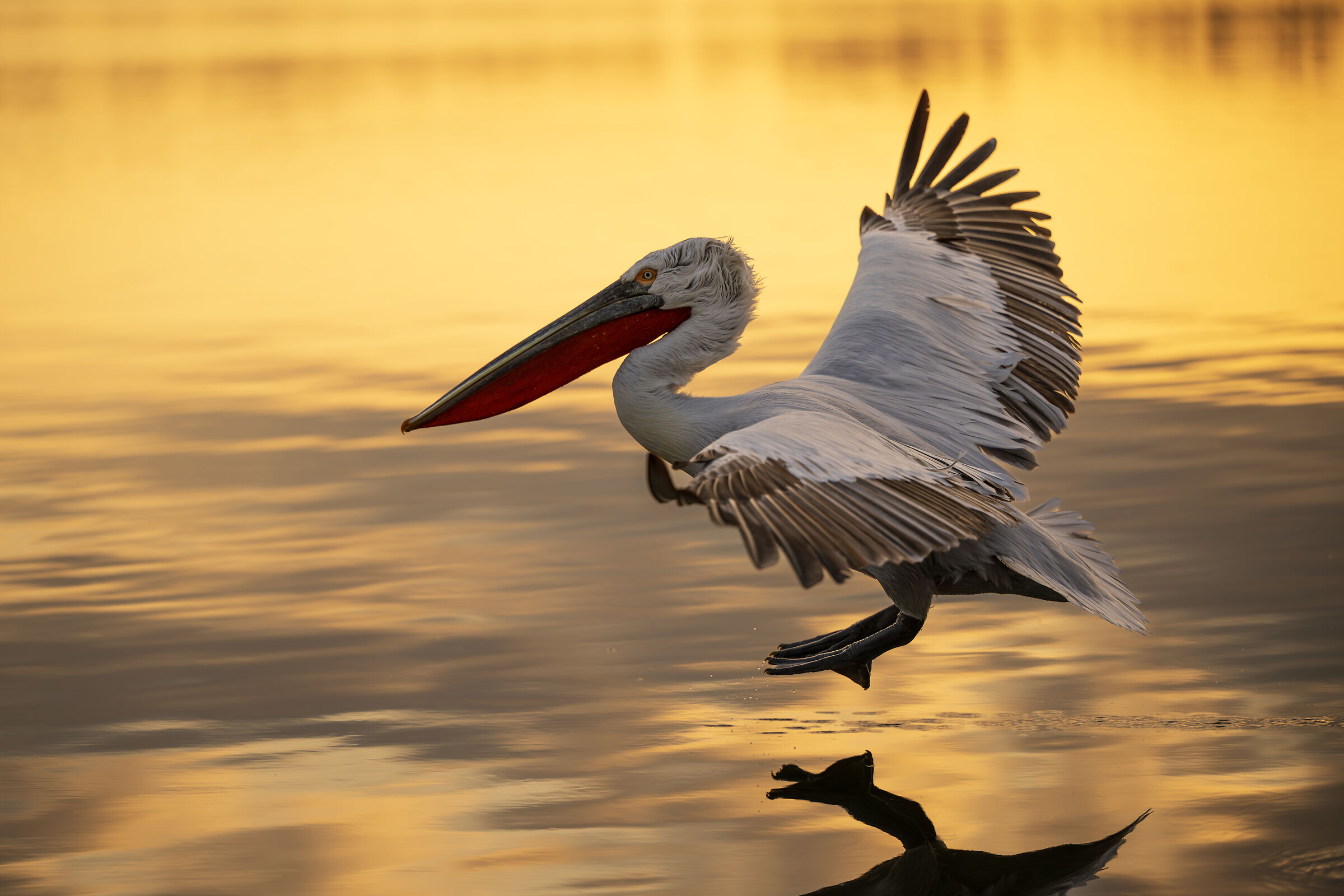 HEDGEHOG PELICAN