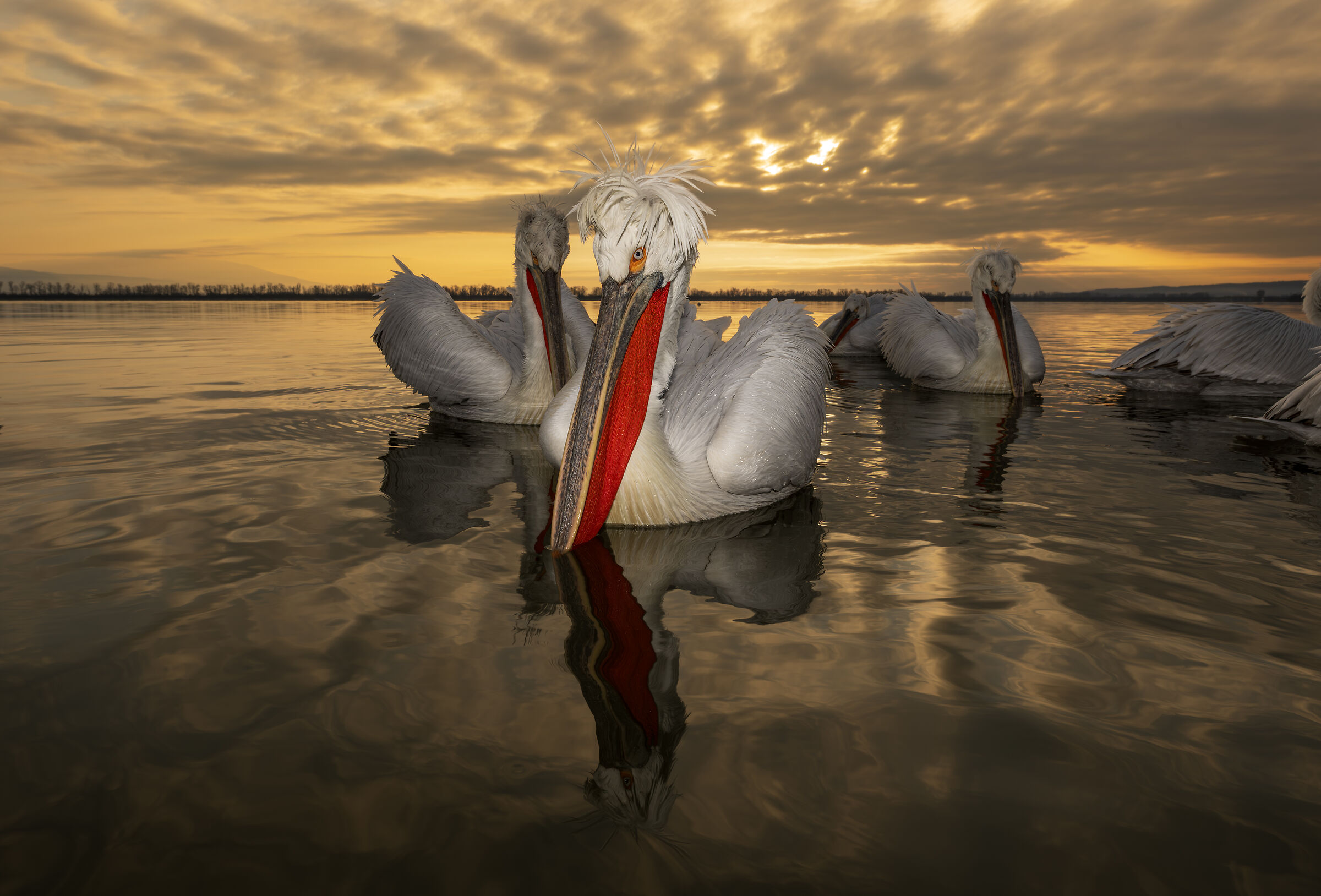 HEDGEHOG PELICAN