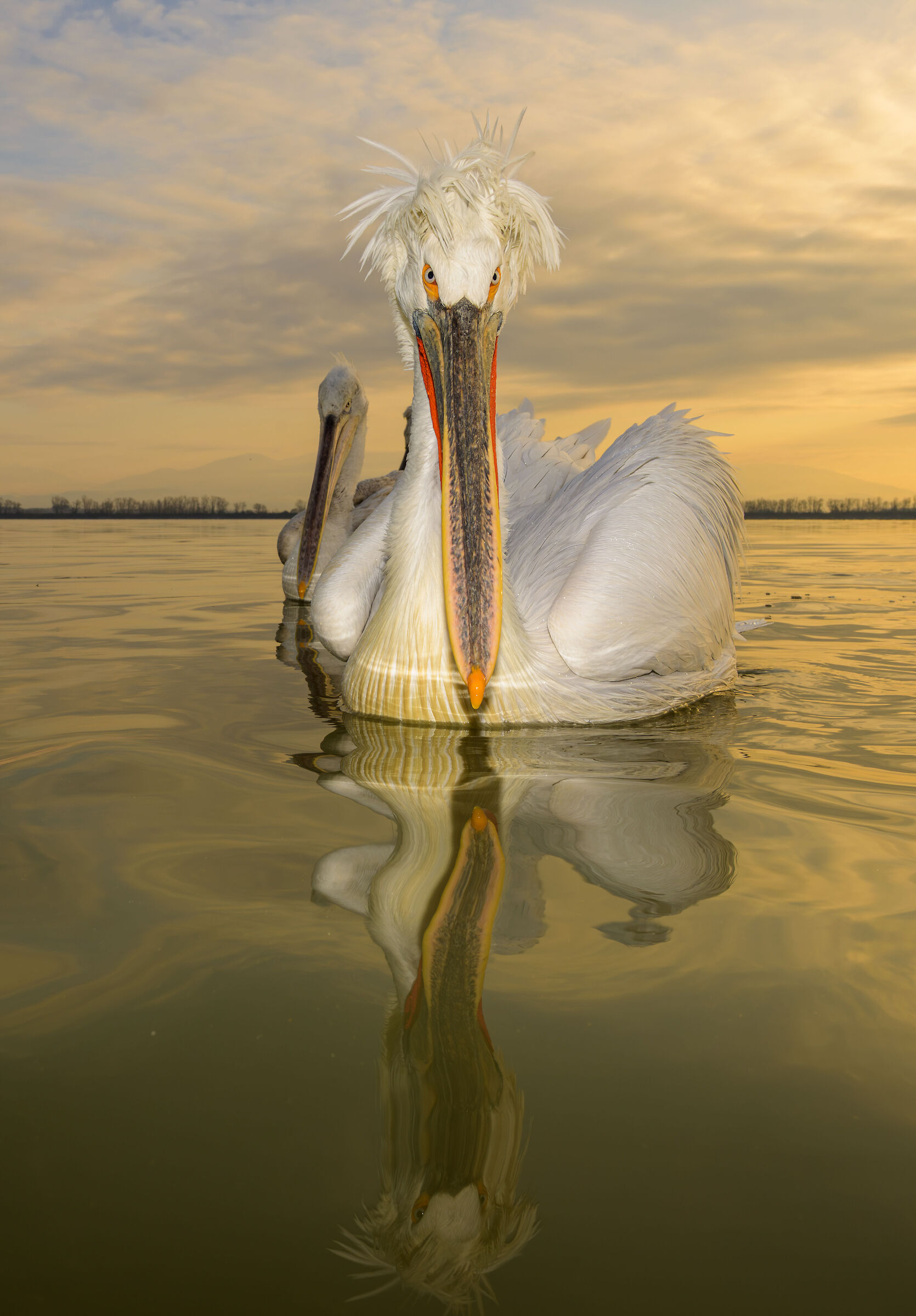 HEDGEHOG PELICAN