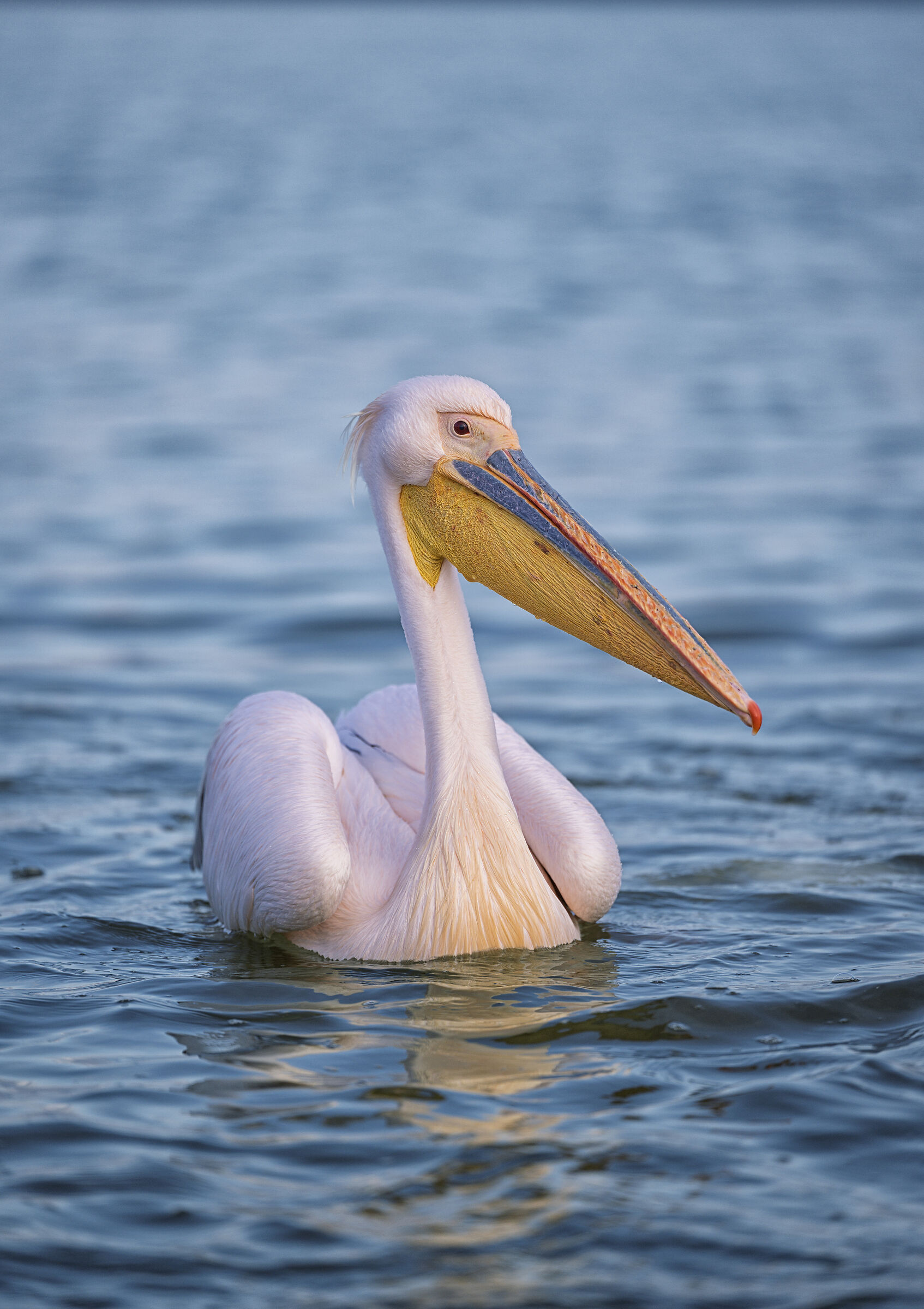 PINK PELICAN
