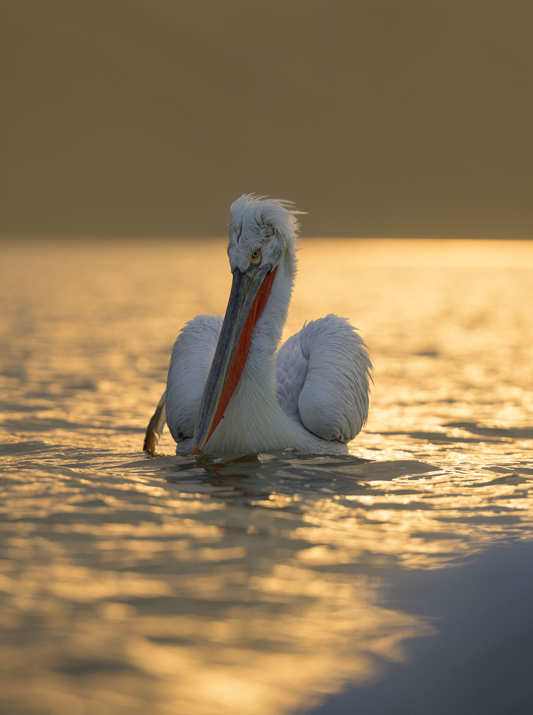 HEDGEHOG PELICAN