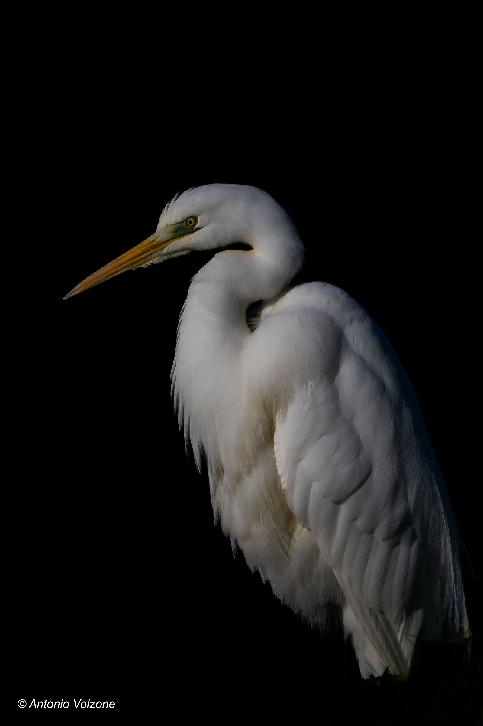 Great Egret