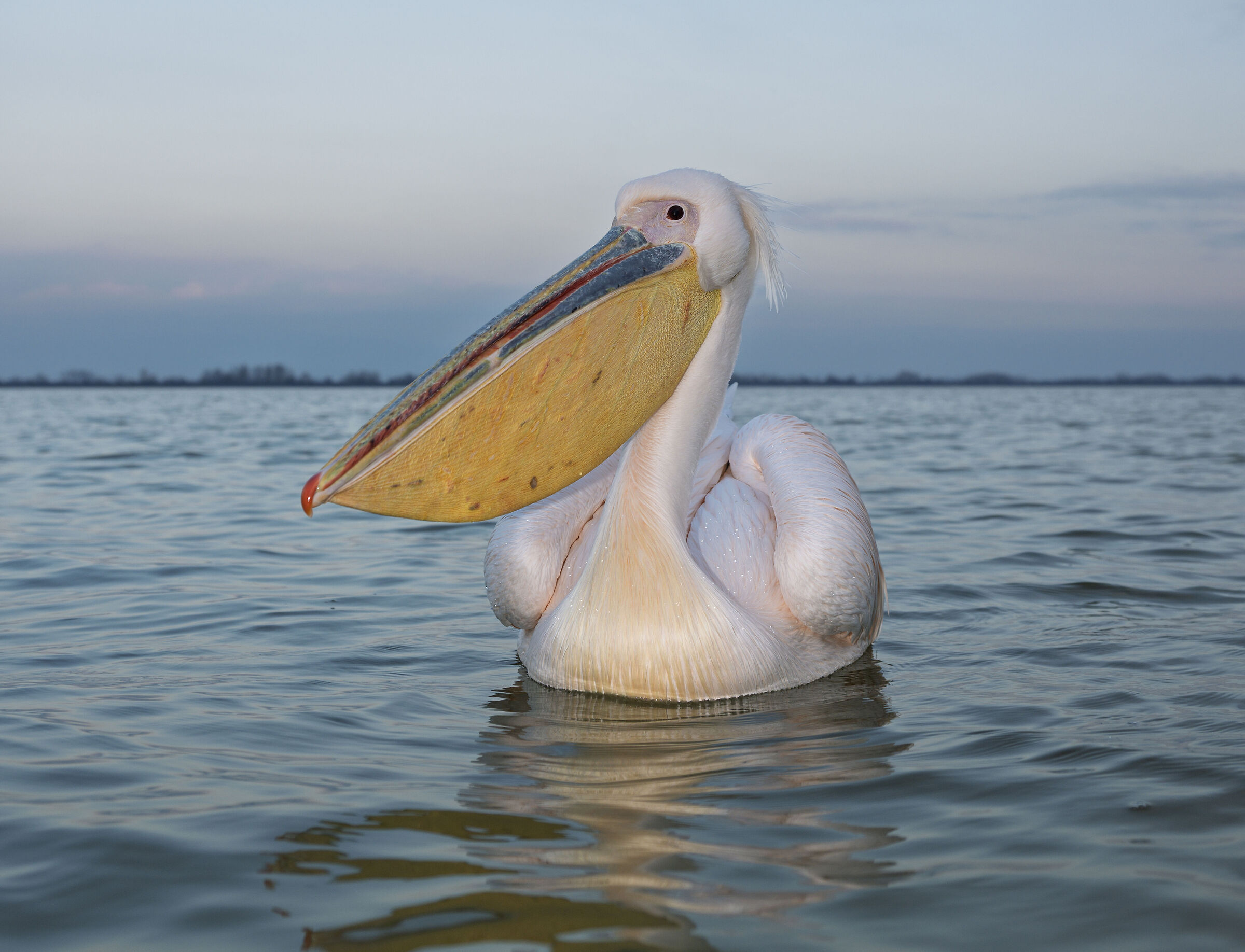PINK PELICAN