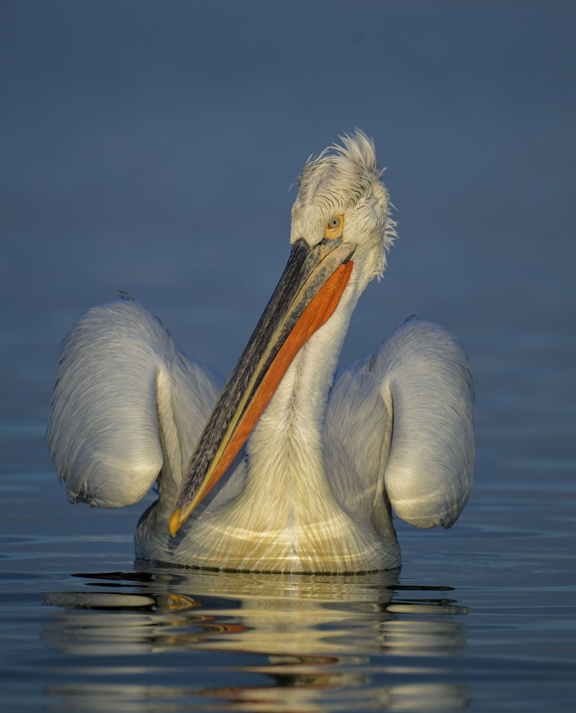 HEDGEHOG PELICAN