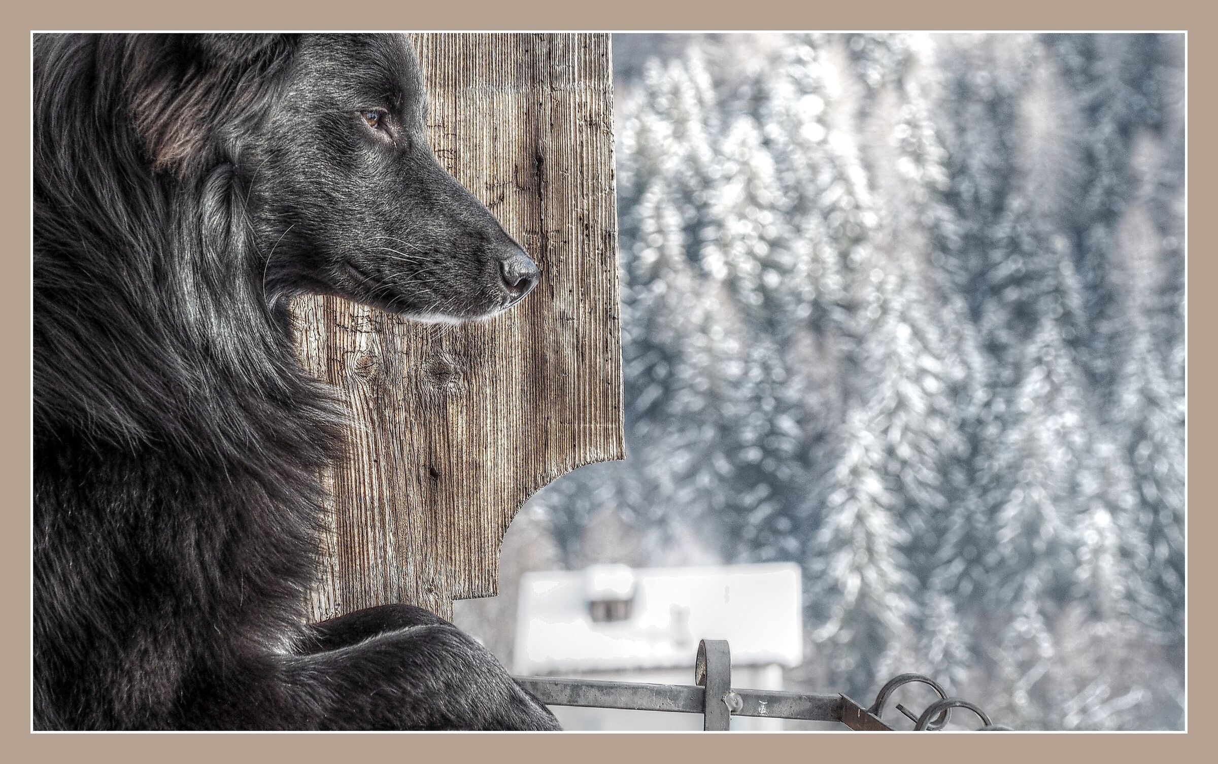 Orso