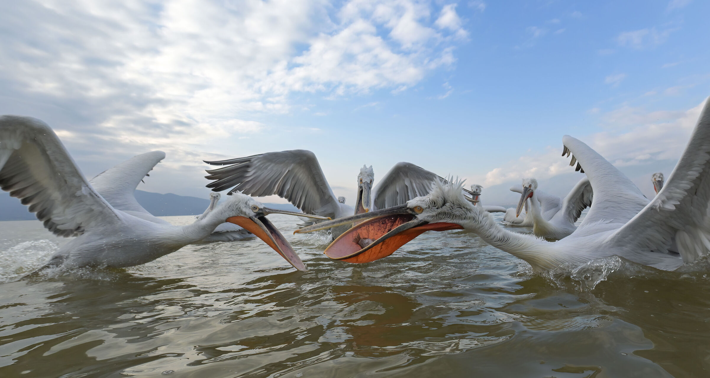 HEDGEHOG PELICAN