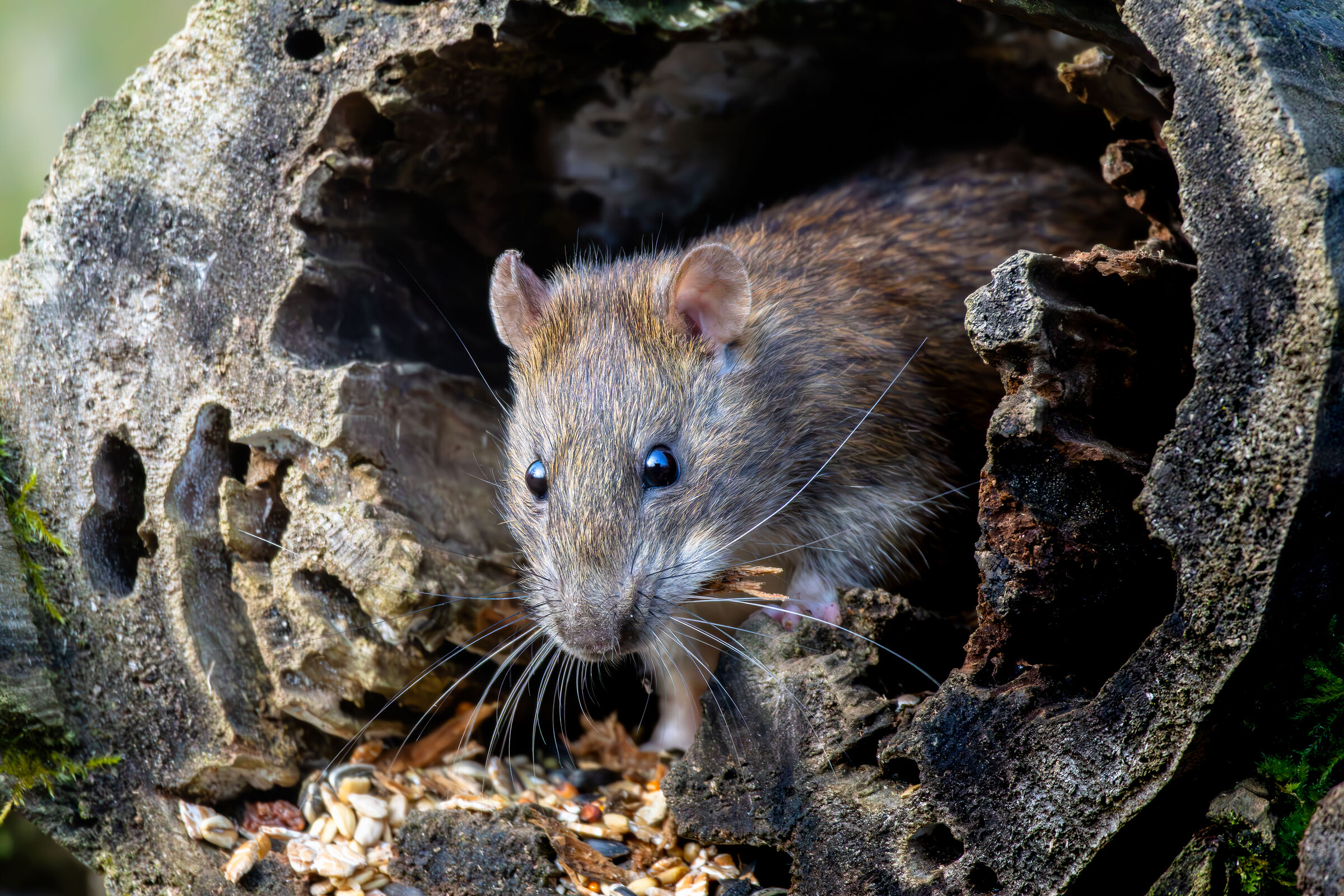 Ratto nel tronco