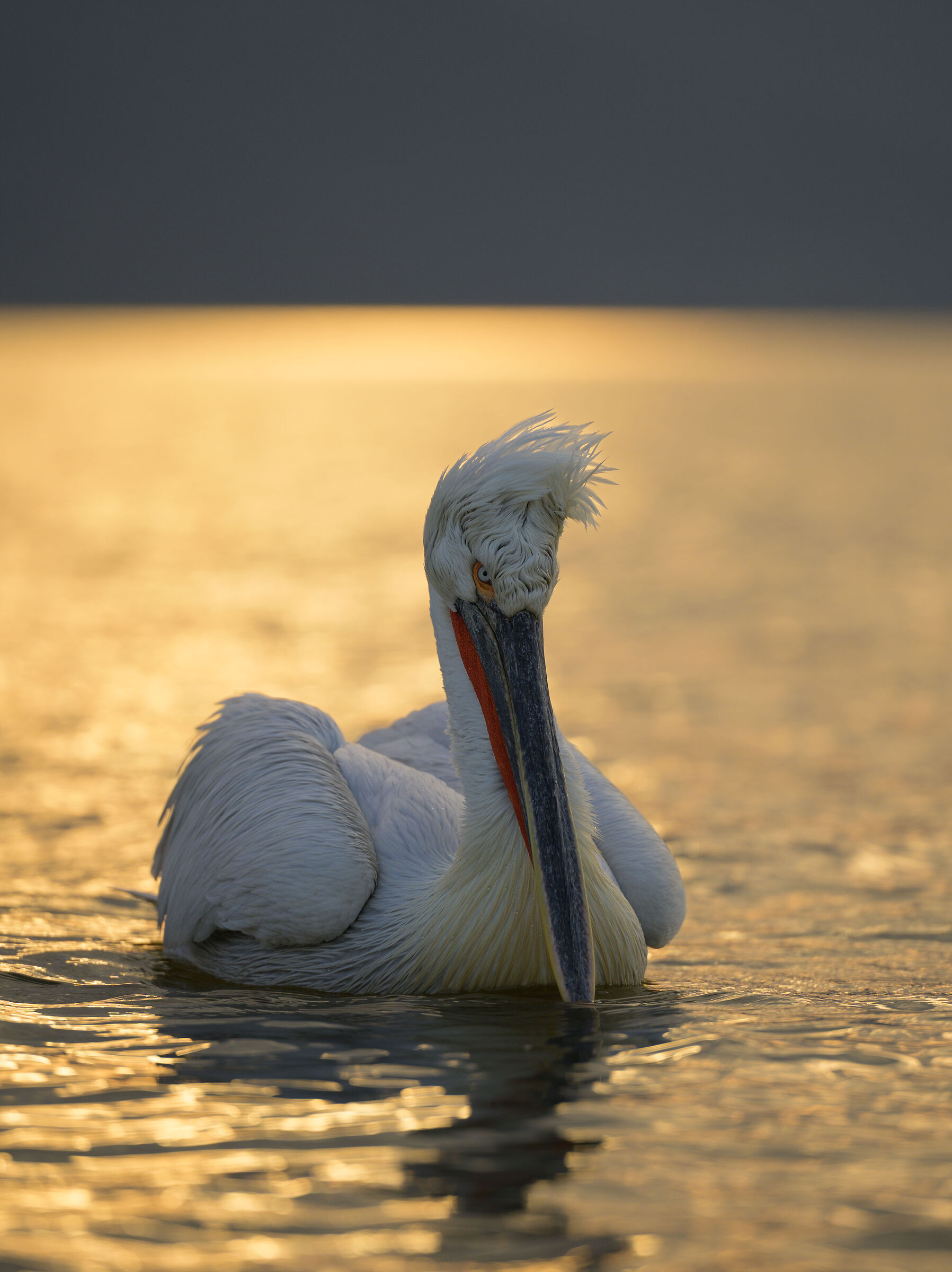 HEDGEHOG PELICAN