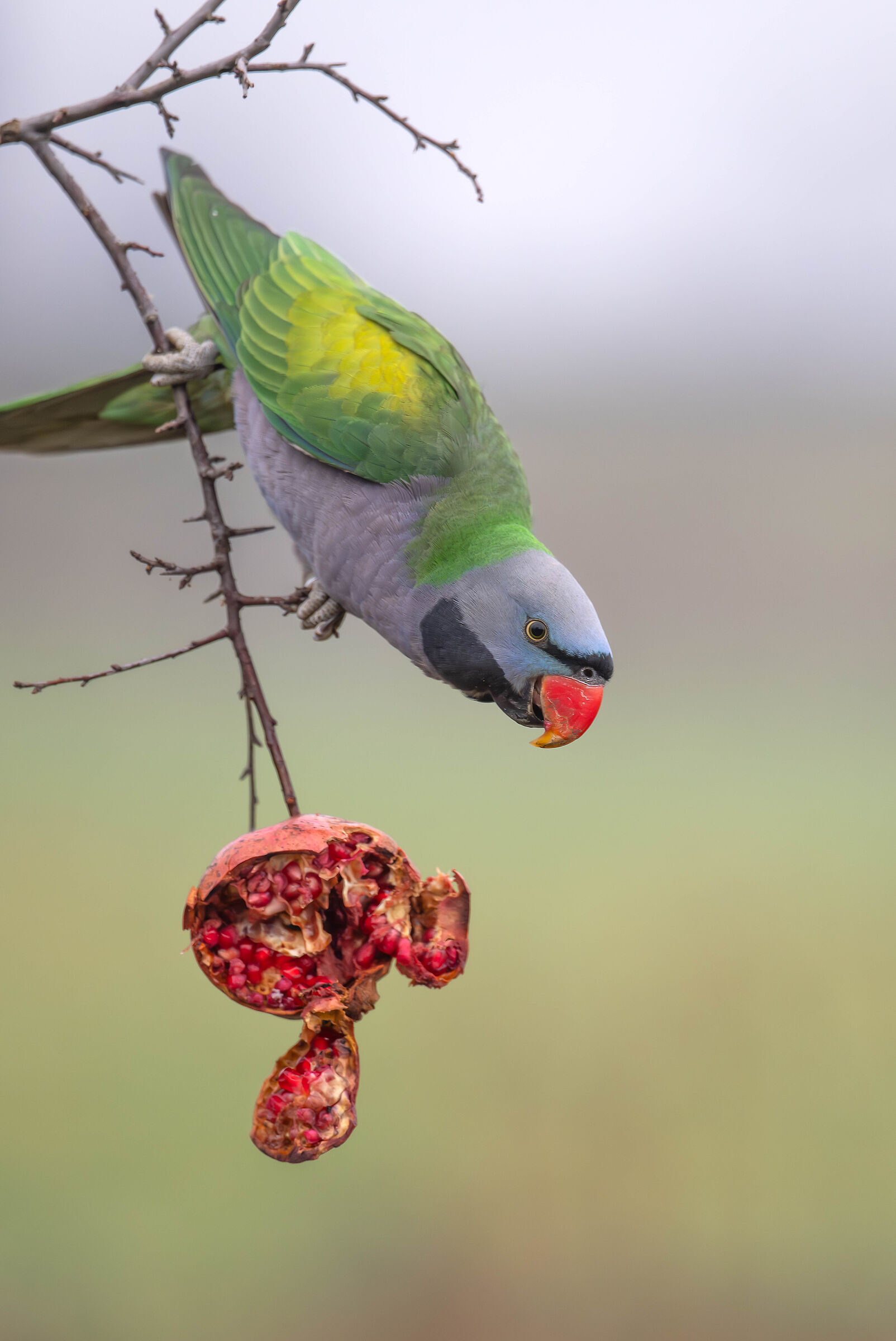 Derby Parakeet