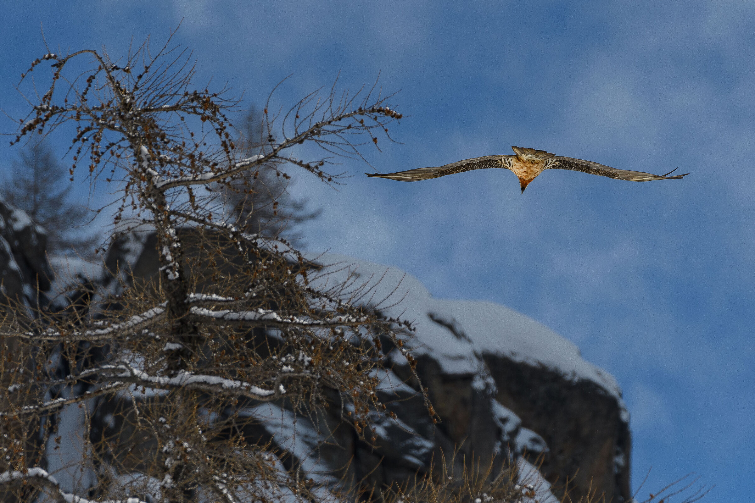 The Bearded Vulture goes away ...