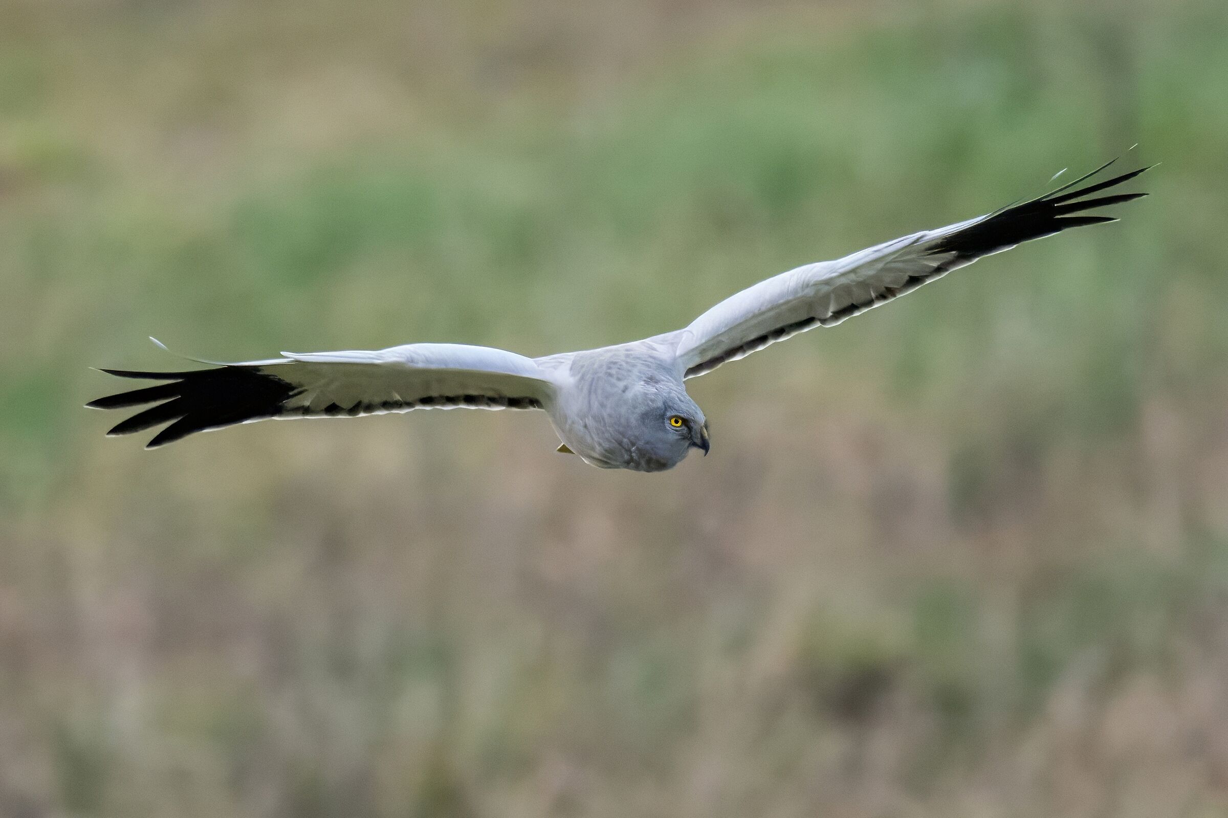 Hen Harrier (Circus cyaneus)