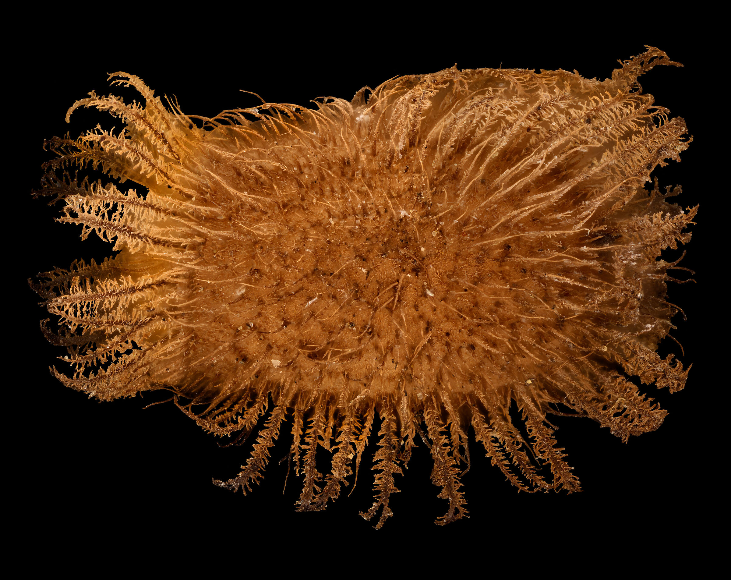 Phyllium ortizi