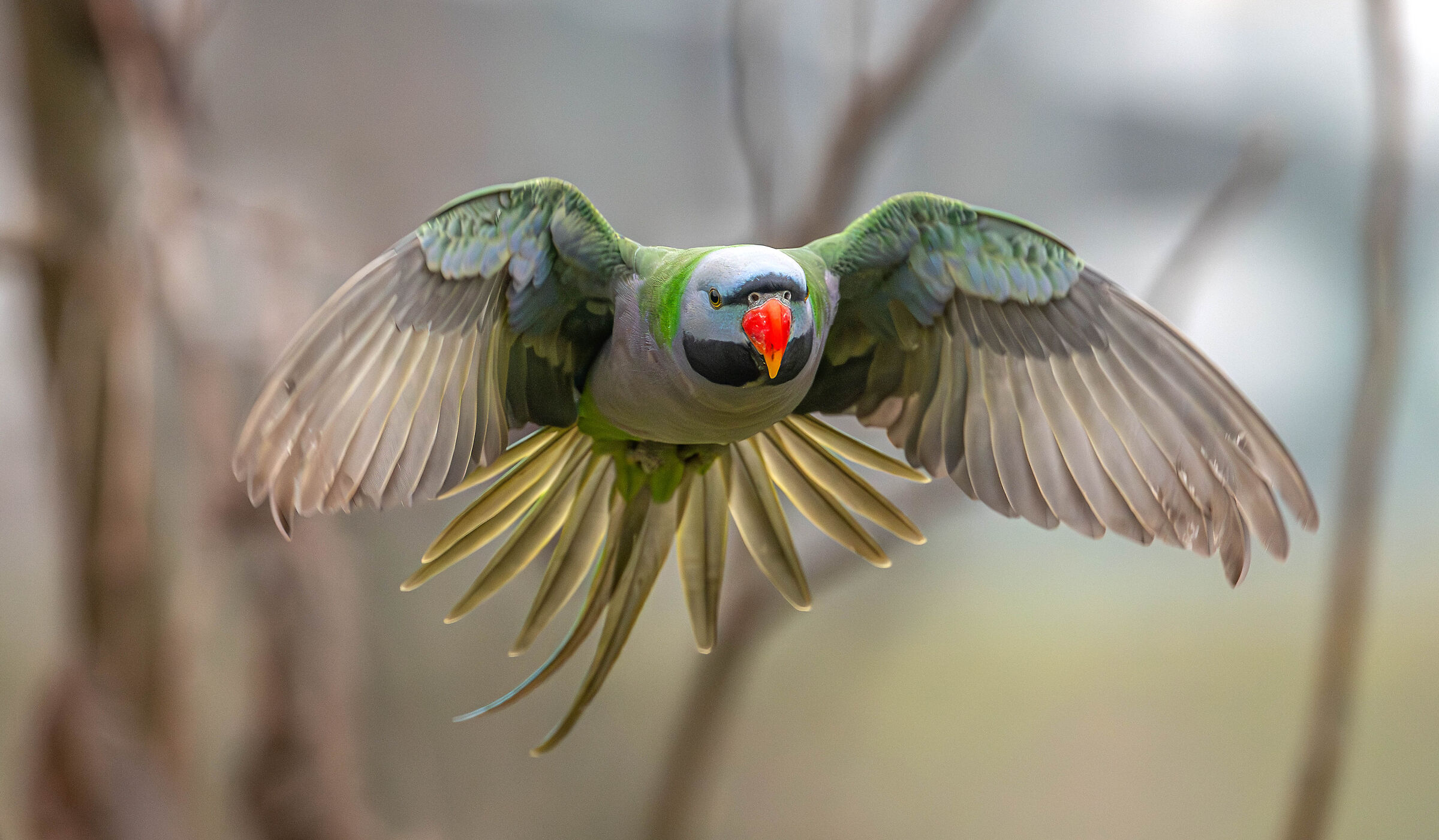 Derby Parakeet