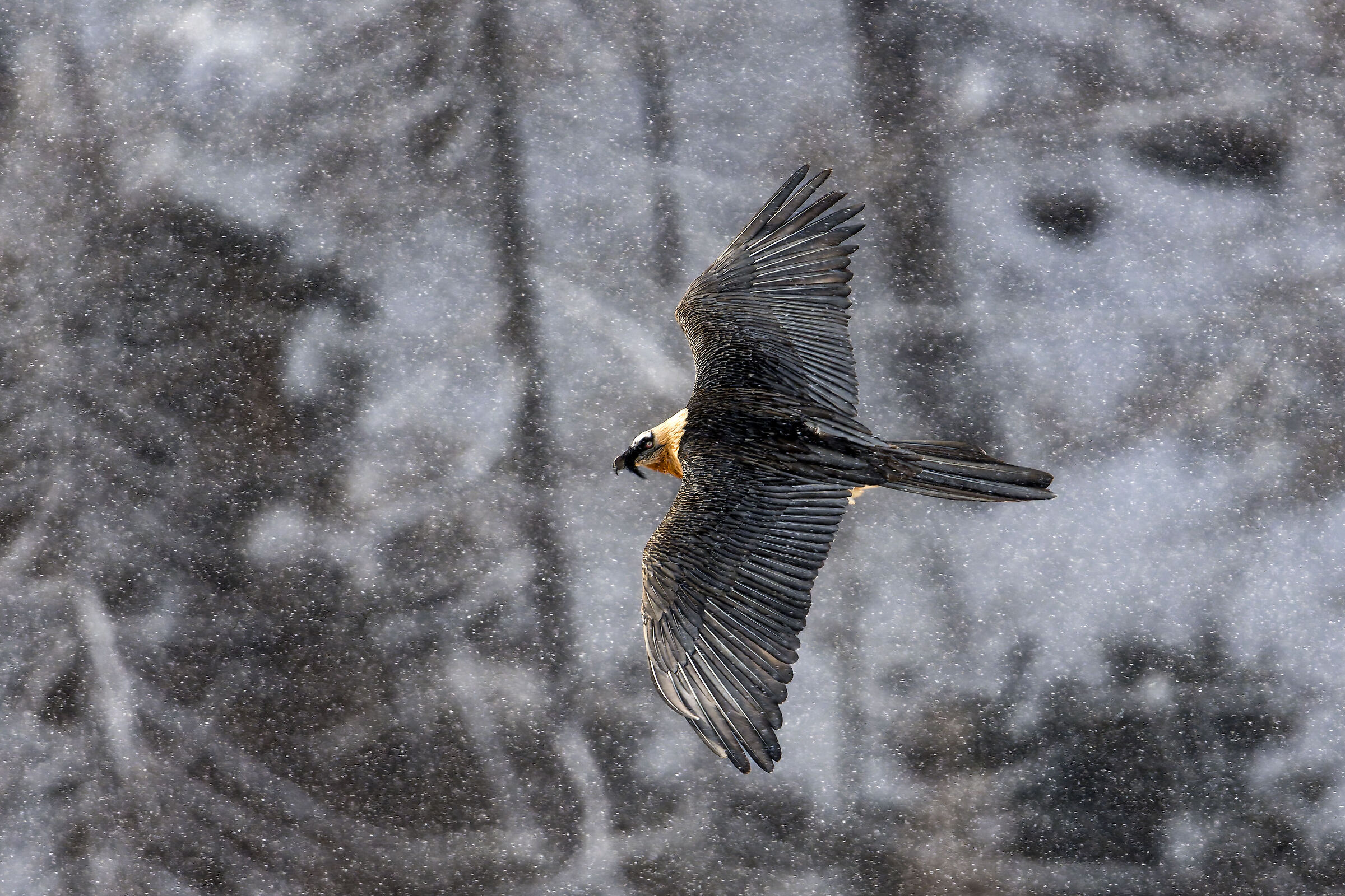 Gypaetus Barbatus - Gran Paradiso National Park