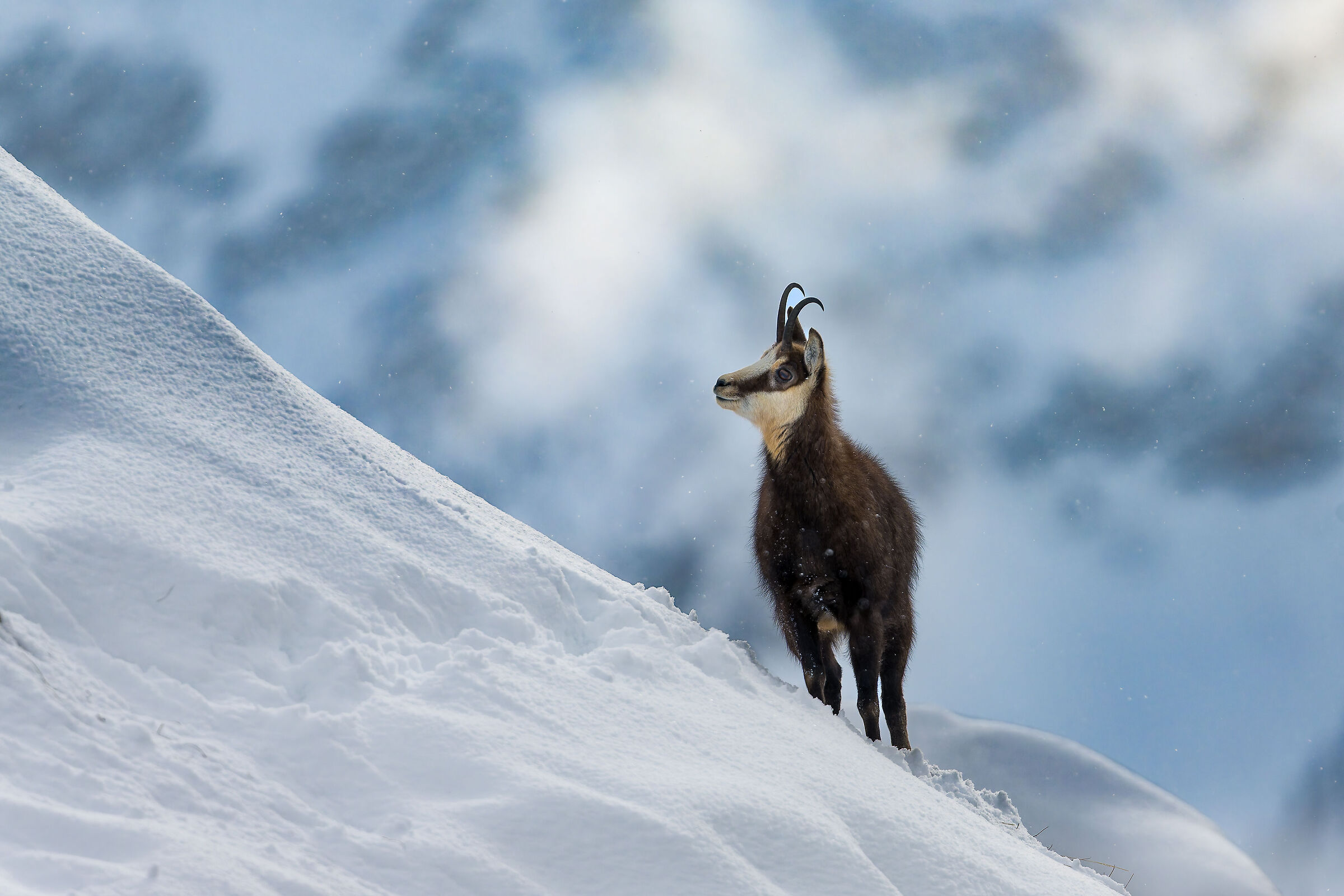 Alpine Chamois - Gran Paradiso National Park