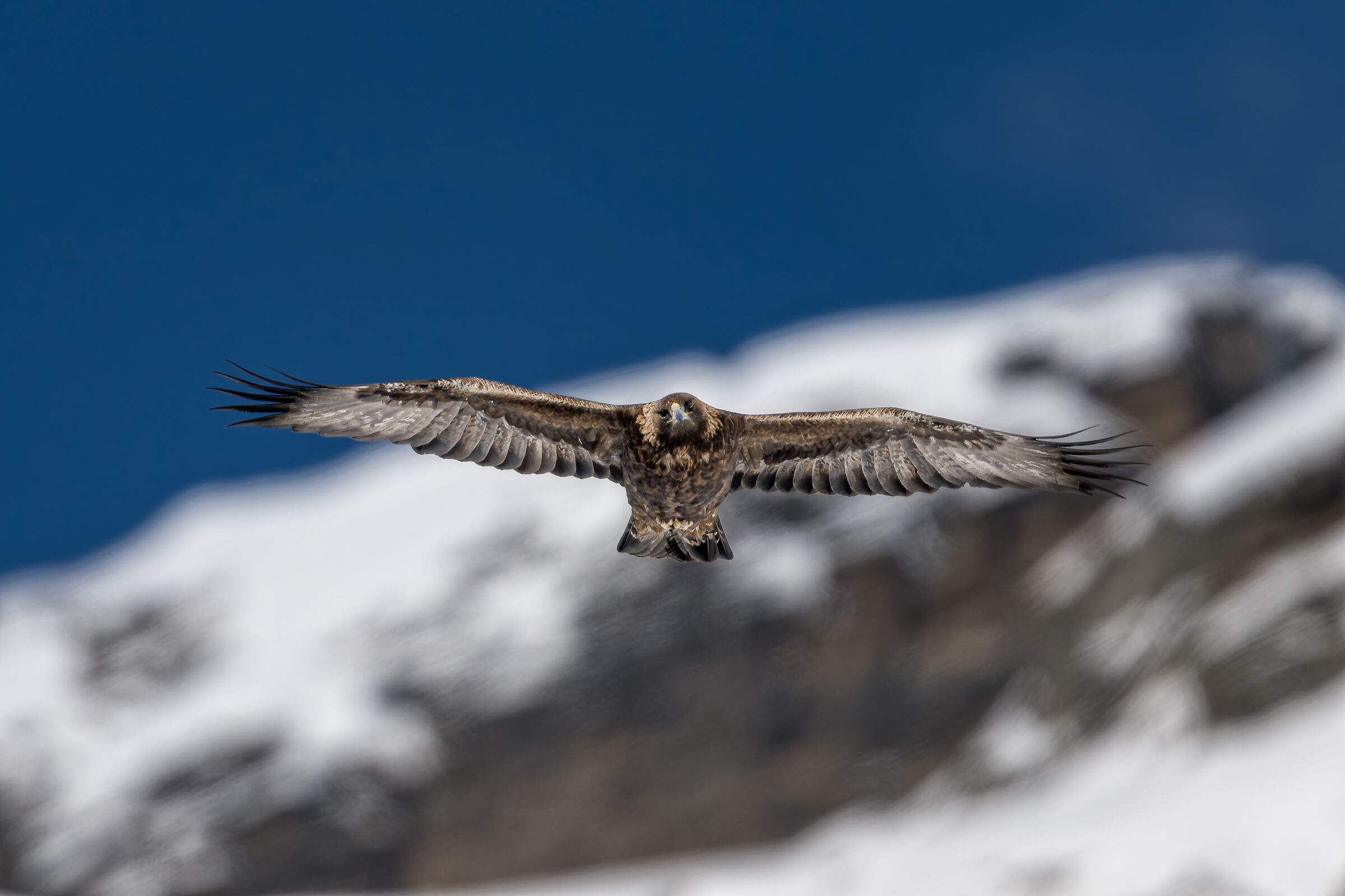 Golden Eagle - Gran Paradiso National Park