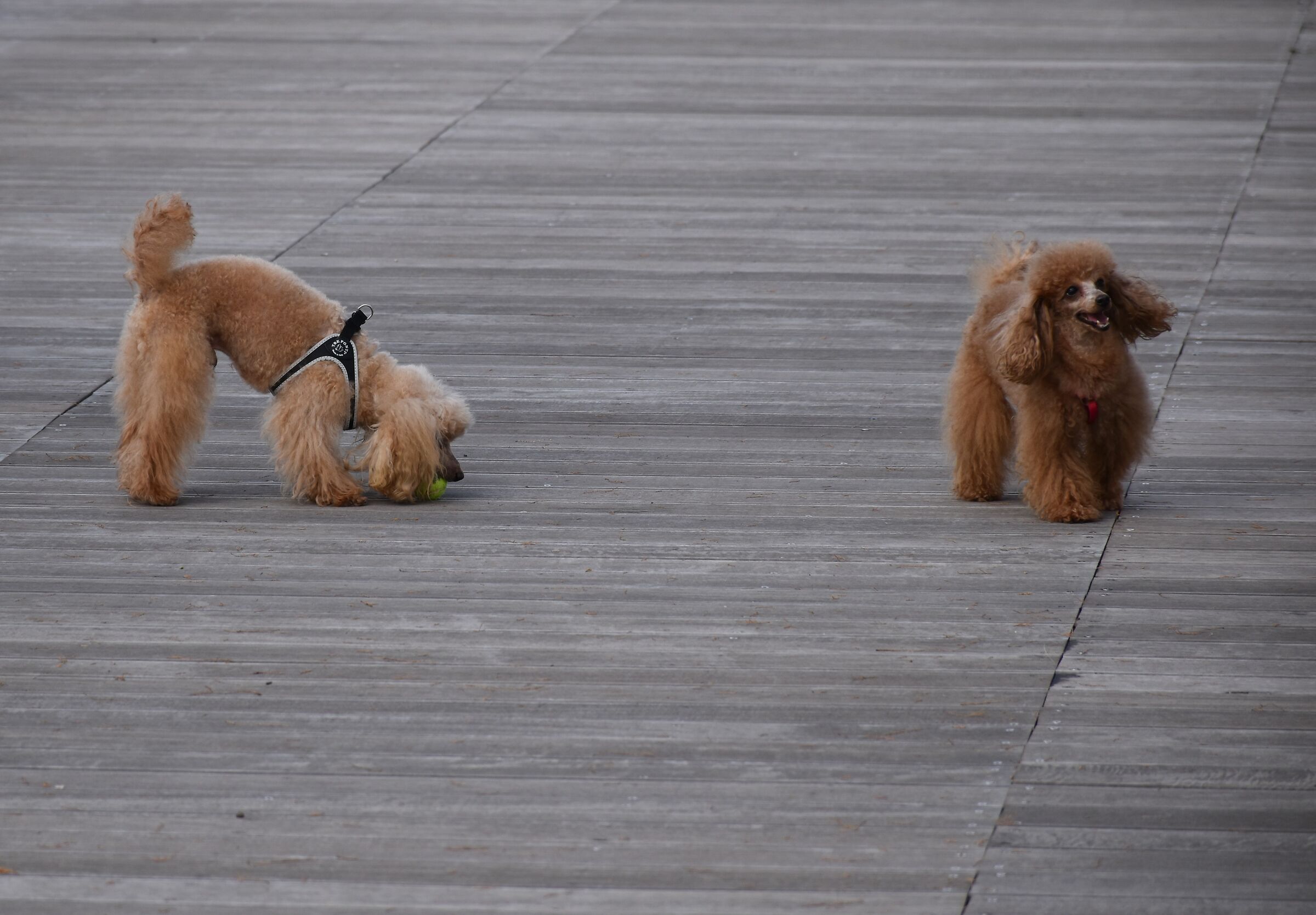 The ball is also mine.....