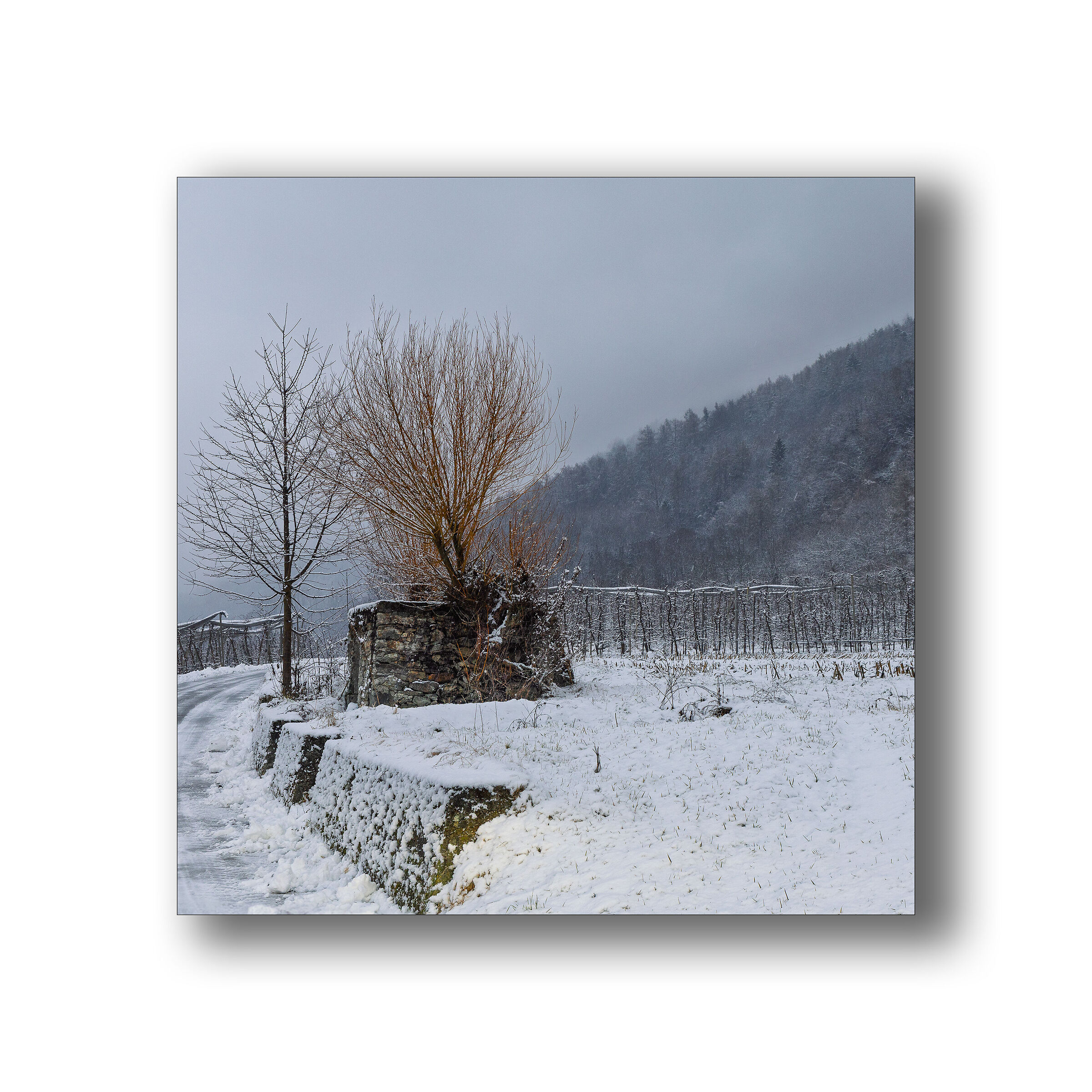 il Salice