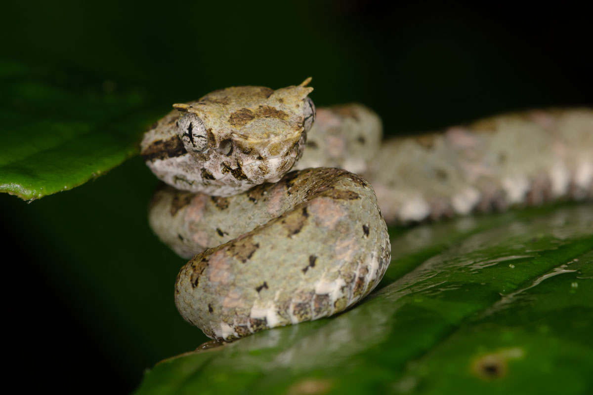 Vipera dalle ciglia