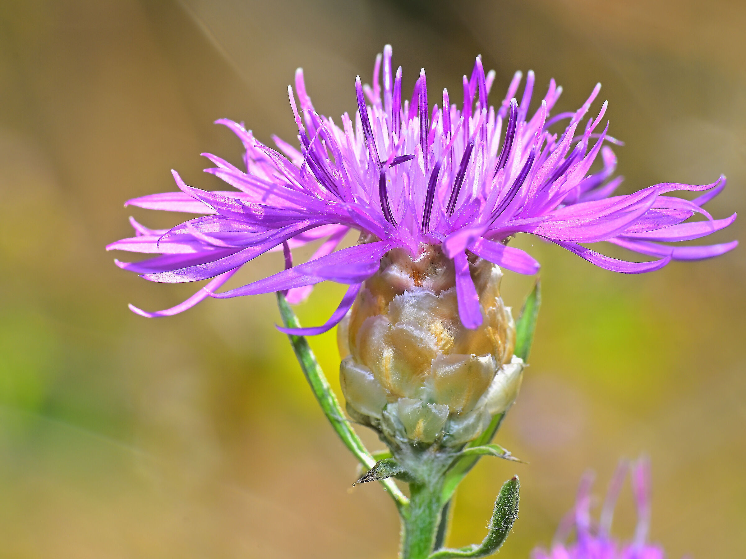 Centaurea