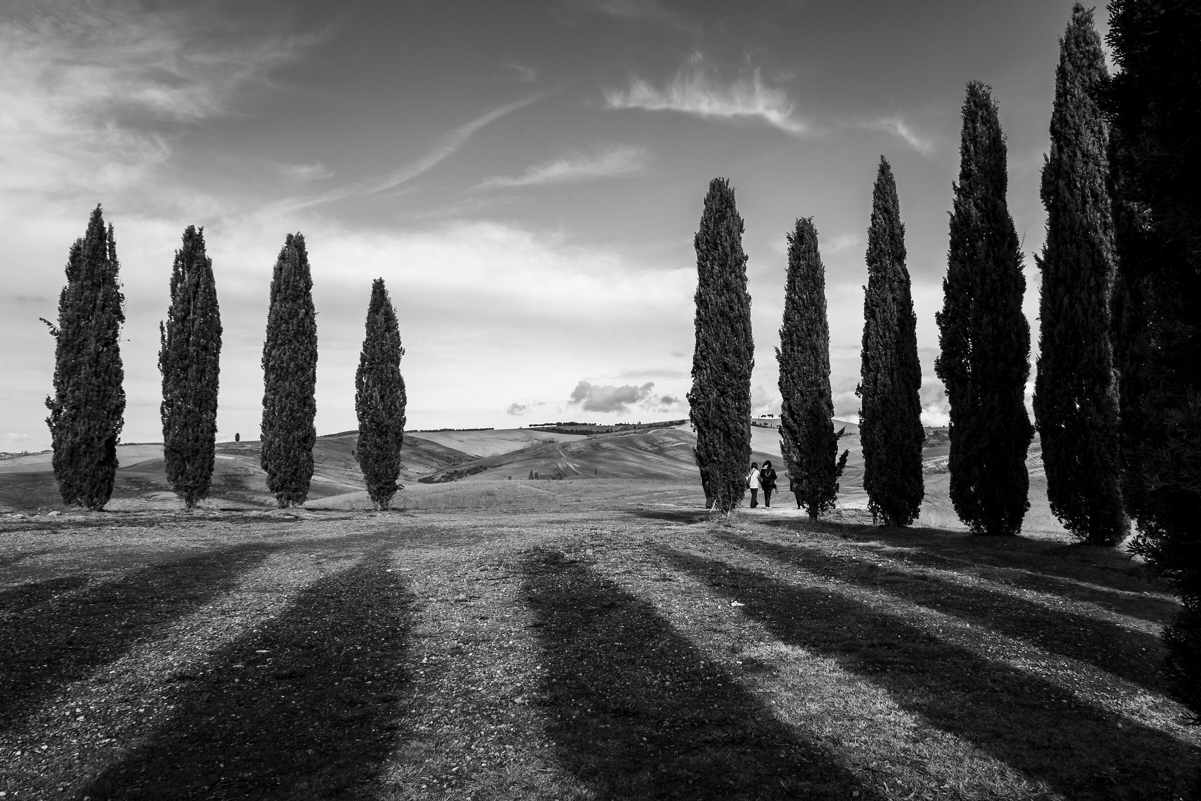Among the cypresses in Val d'Orcia