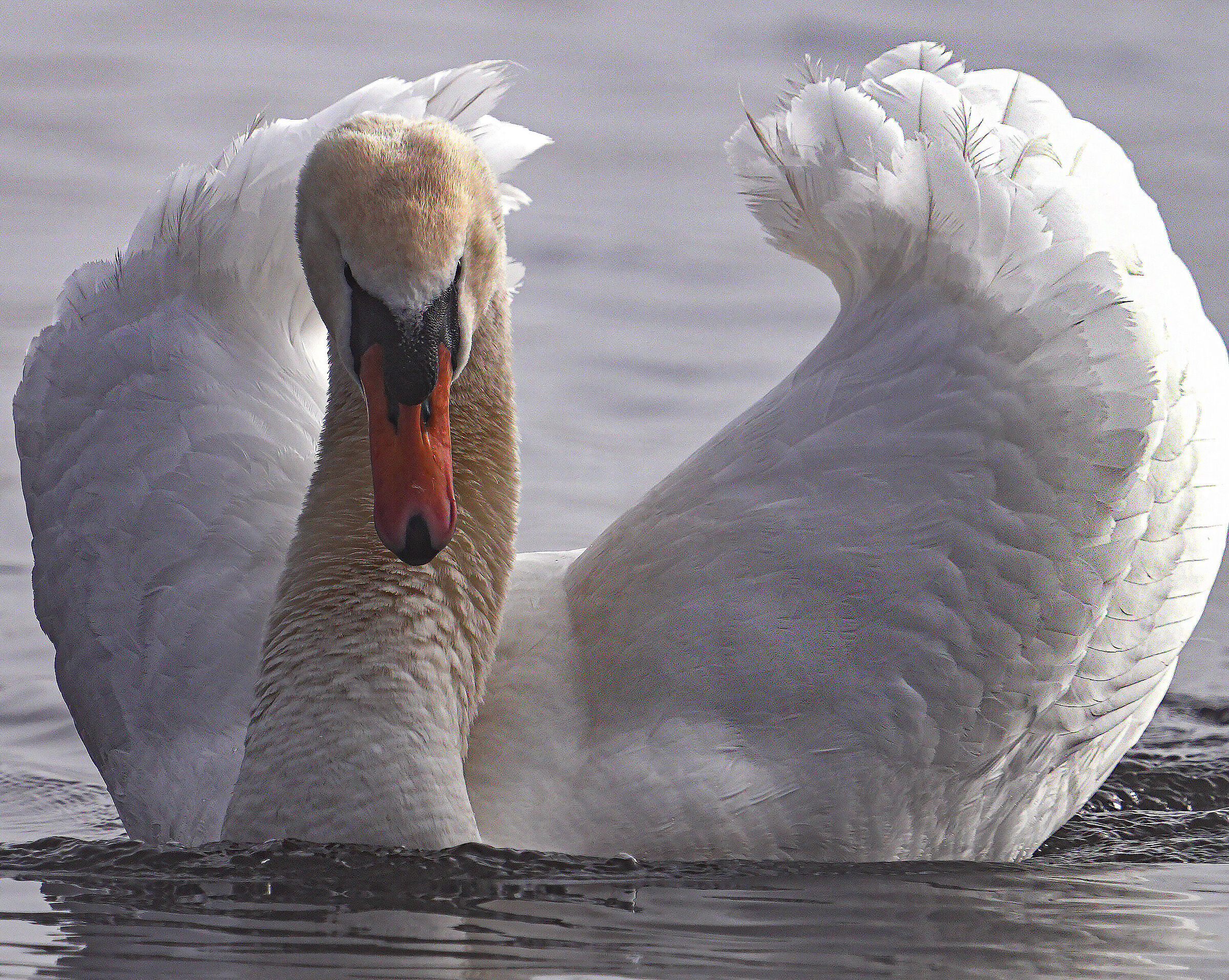 In February the complex courtship of the Swans begins