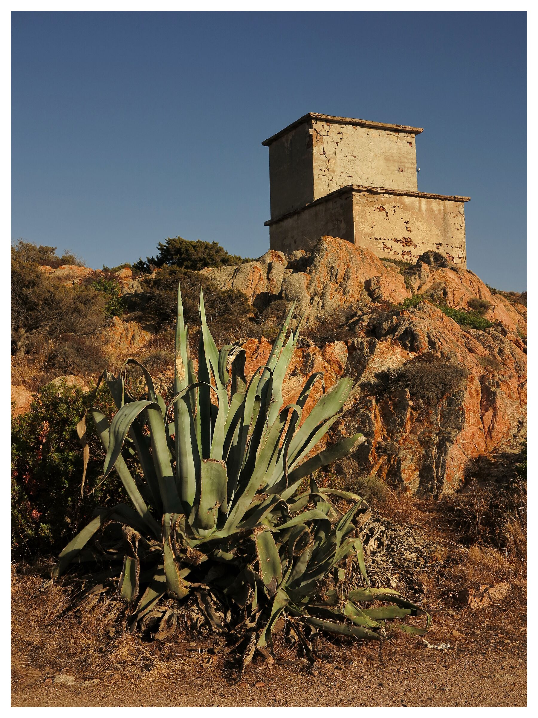 Agave