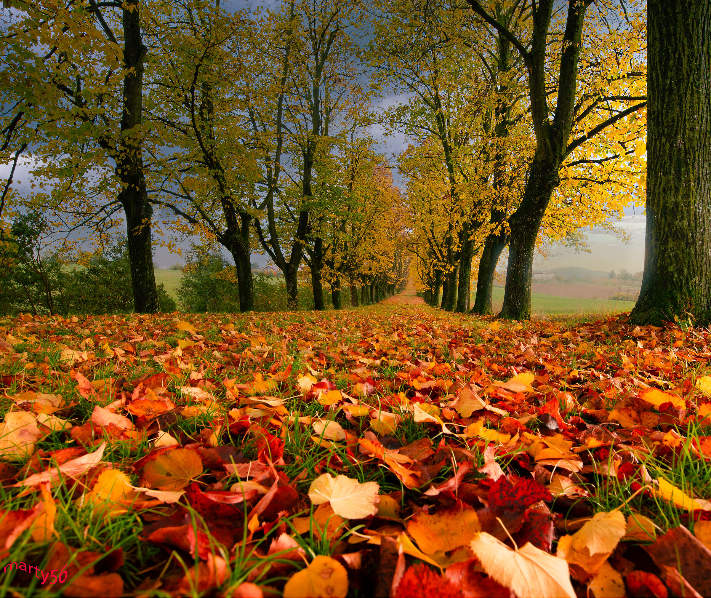 tree-lined avenue
