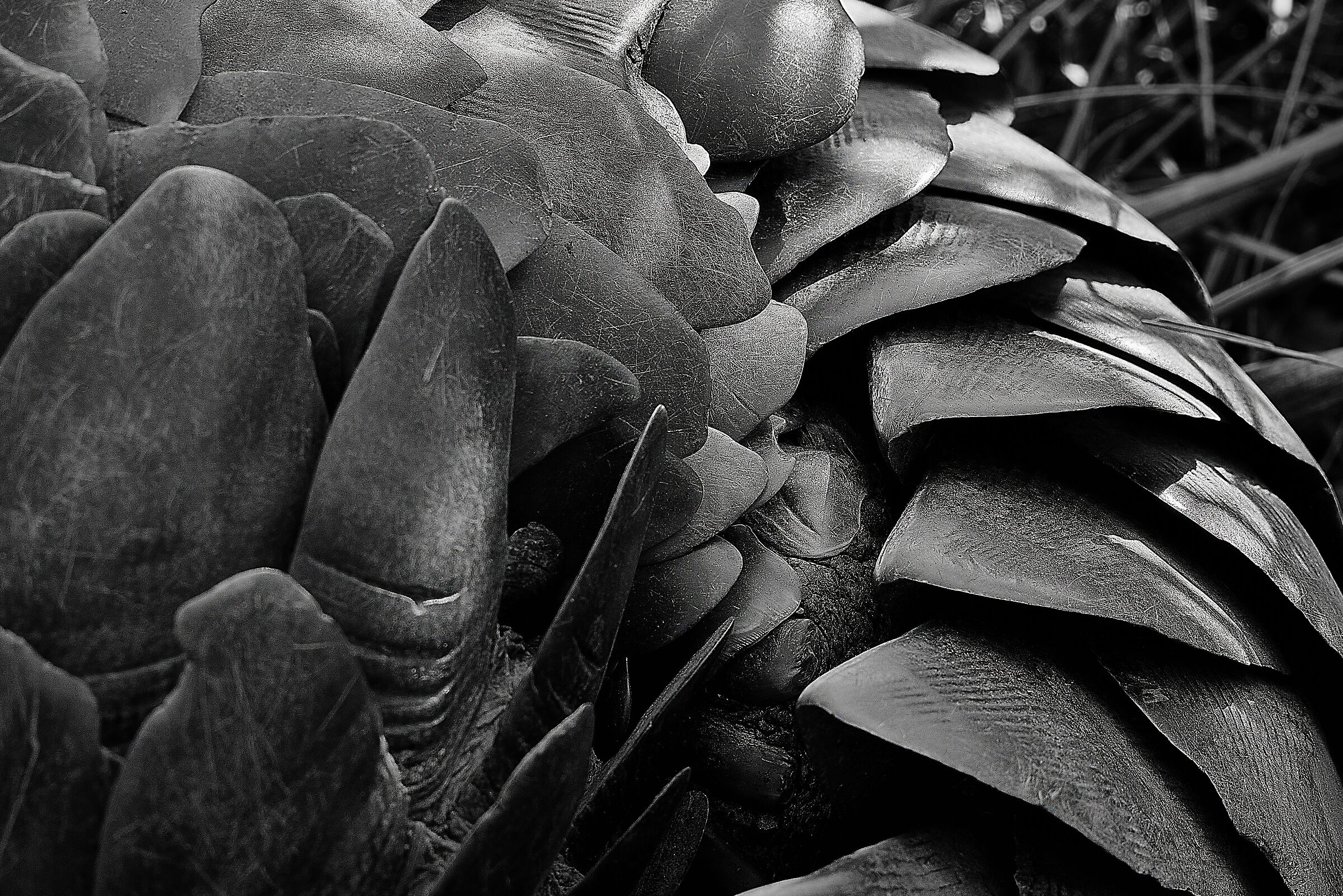 Pango 1 Theme Variations