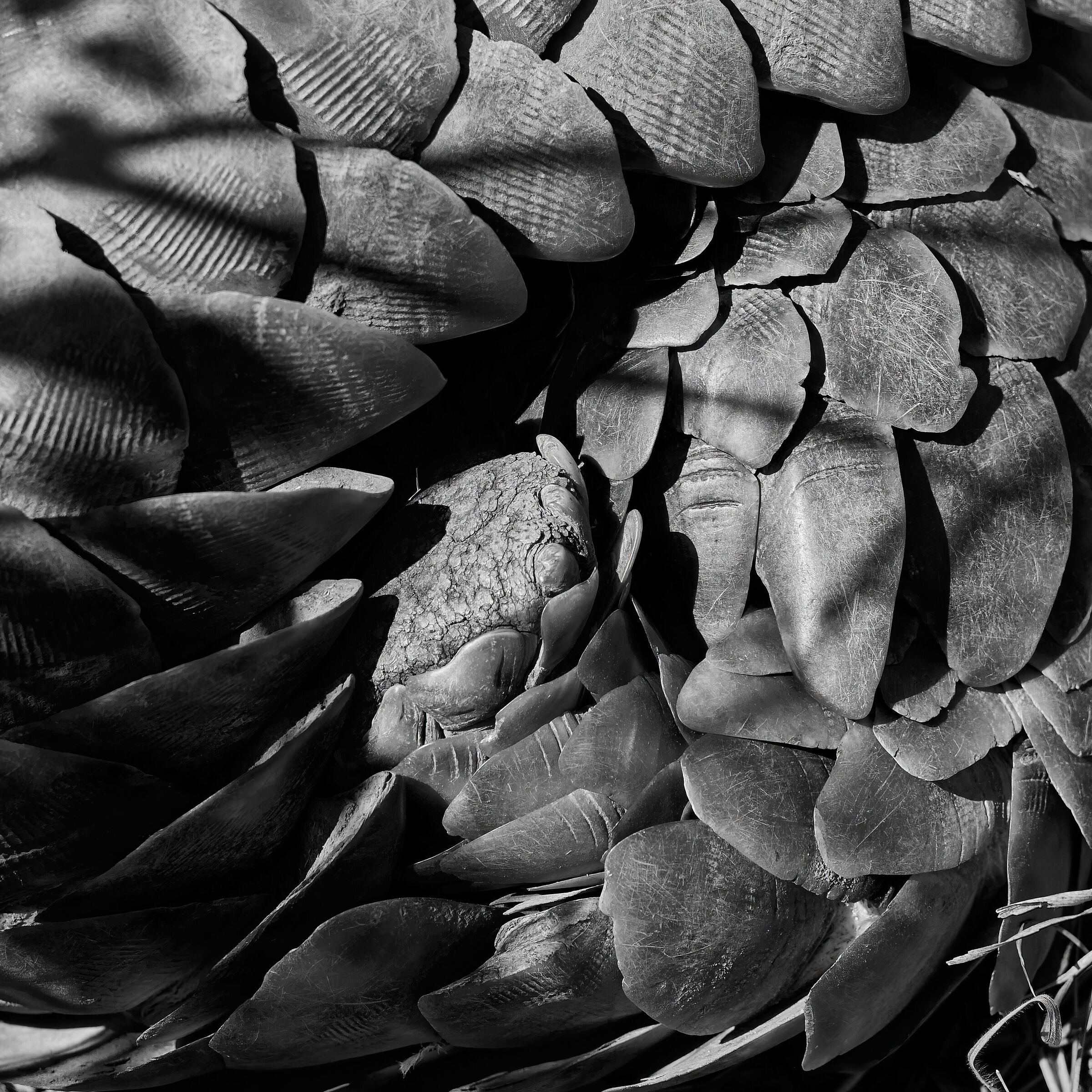 Variations on the Pango 4 theme