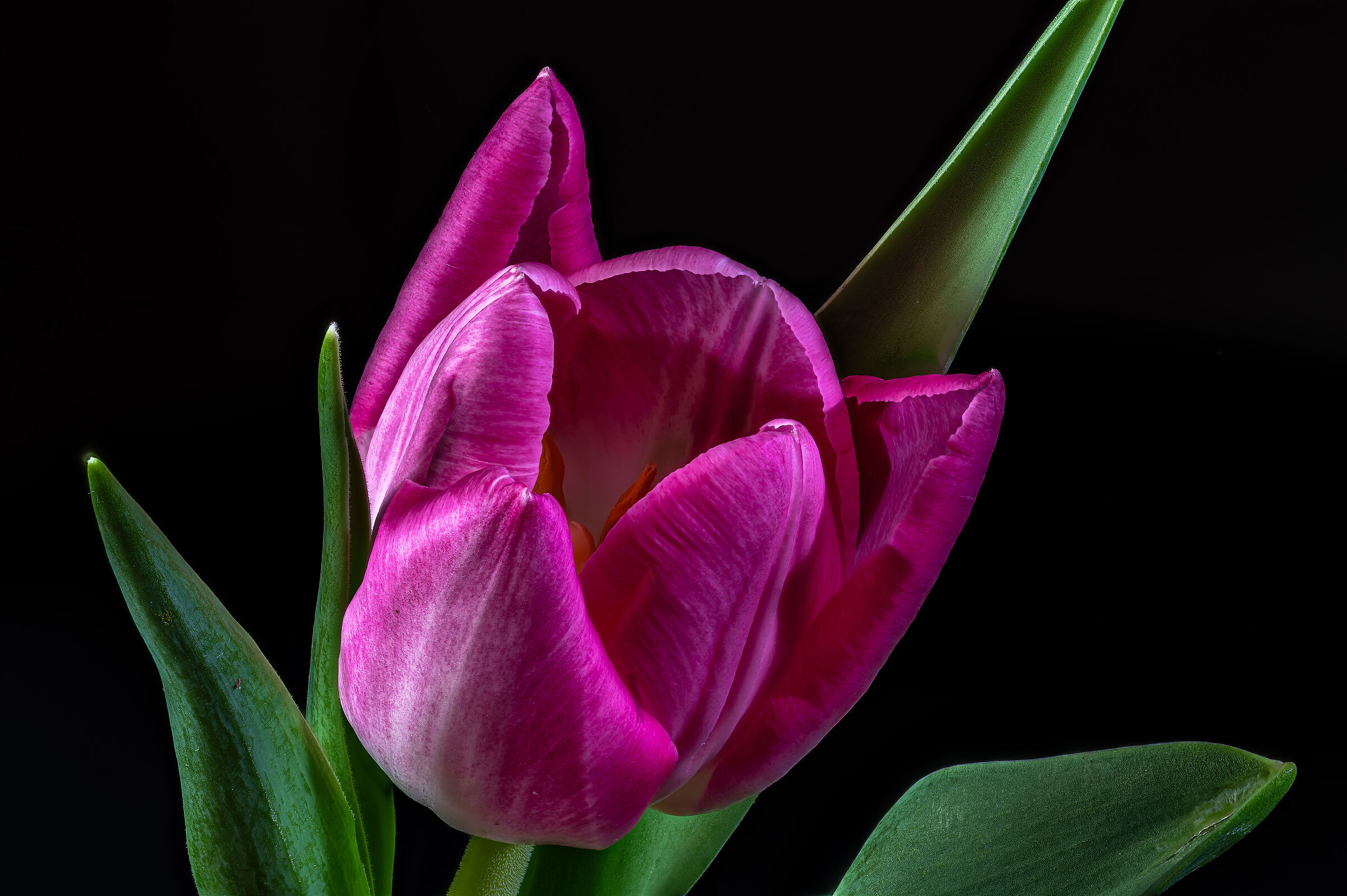 Tulipa